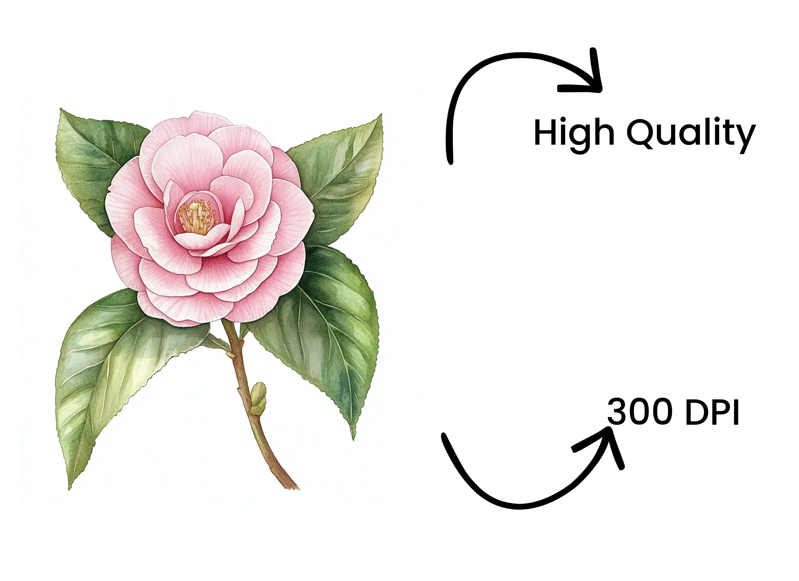 Elegant Pink Camellia Flower Clipart Bundle - Image 4