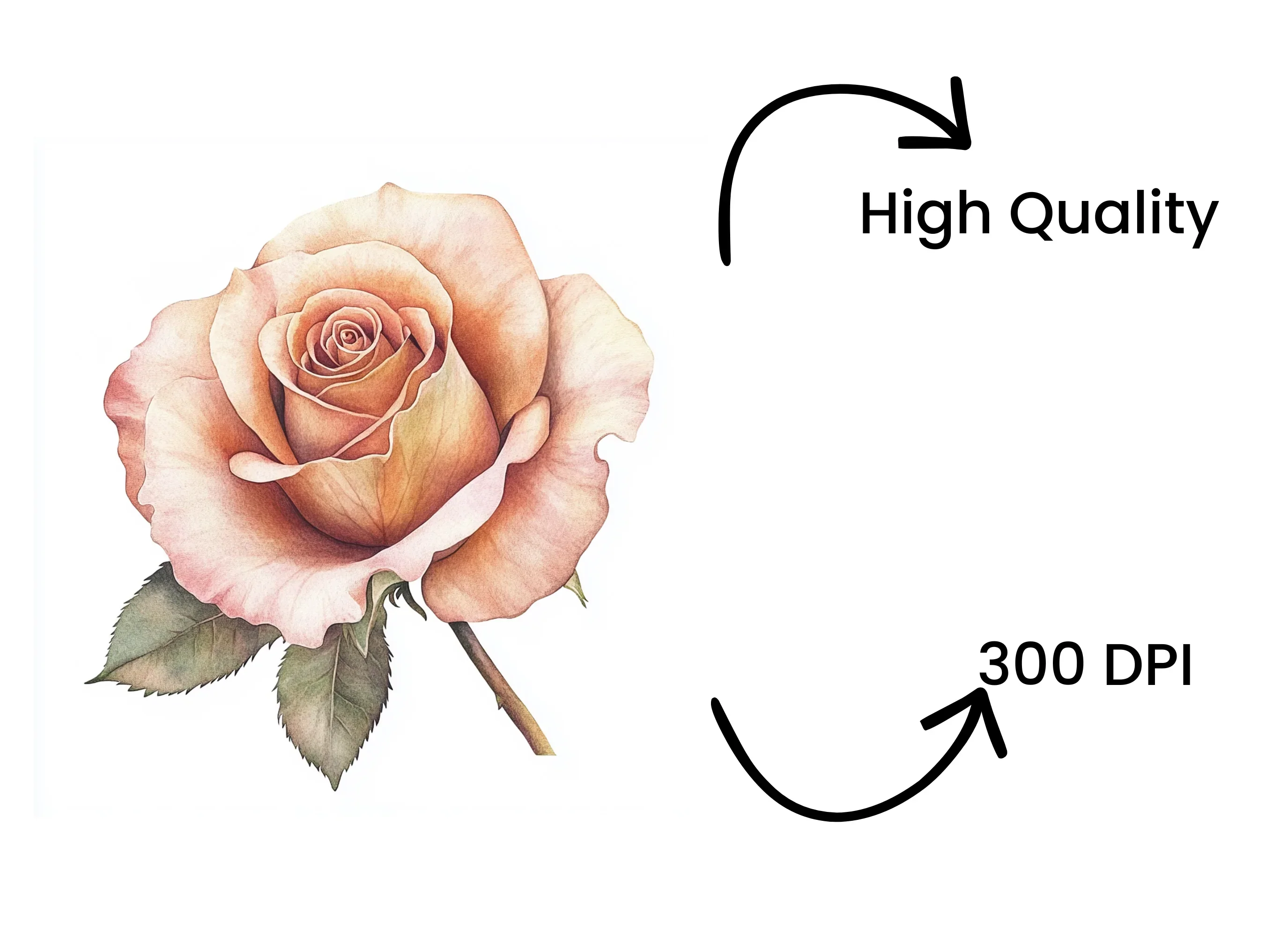Elegant Rose Clipart Bundle - Image 4