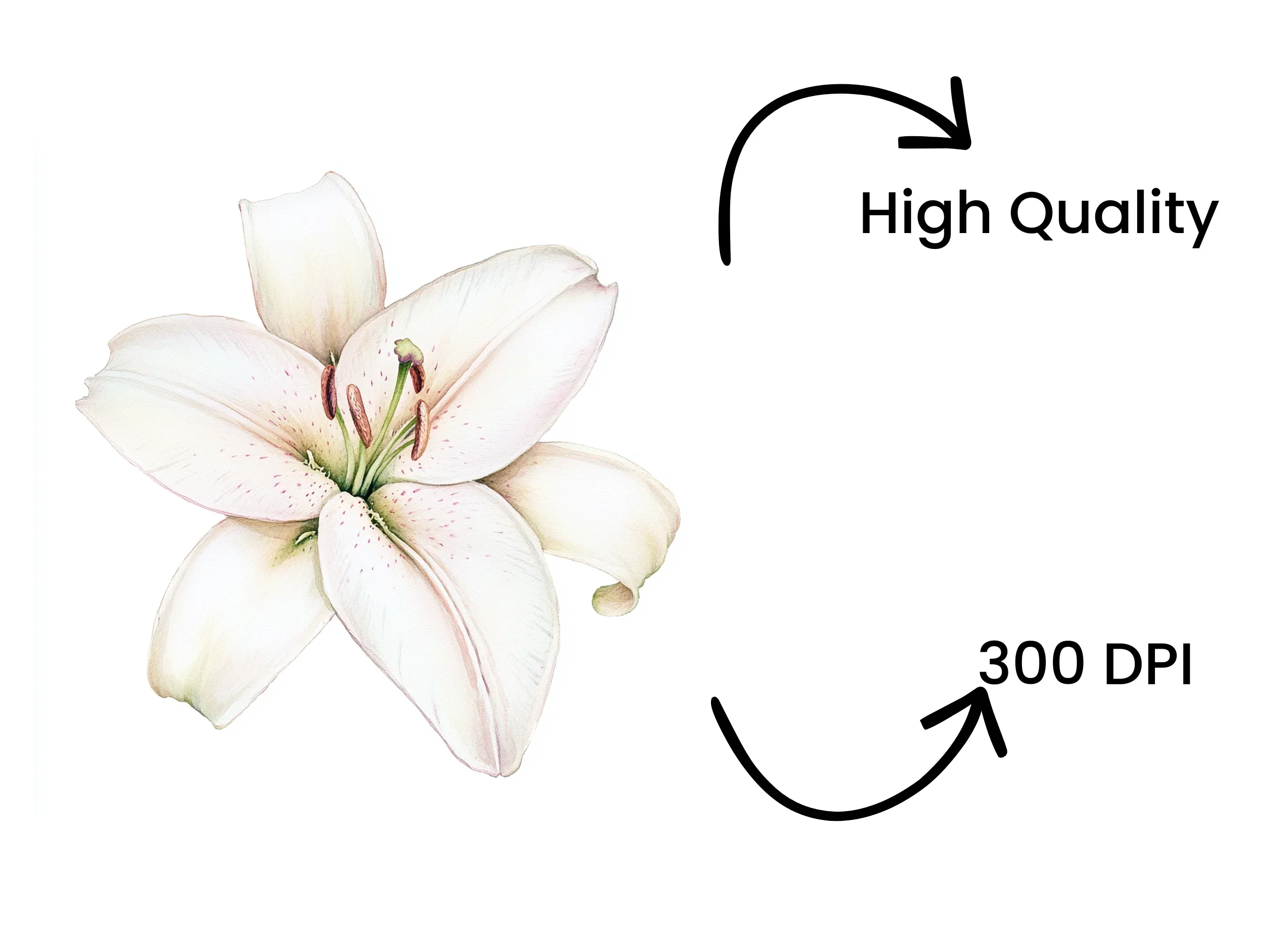 Elegant White Lily Flower Clipart Bundle - Image 4