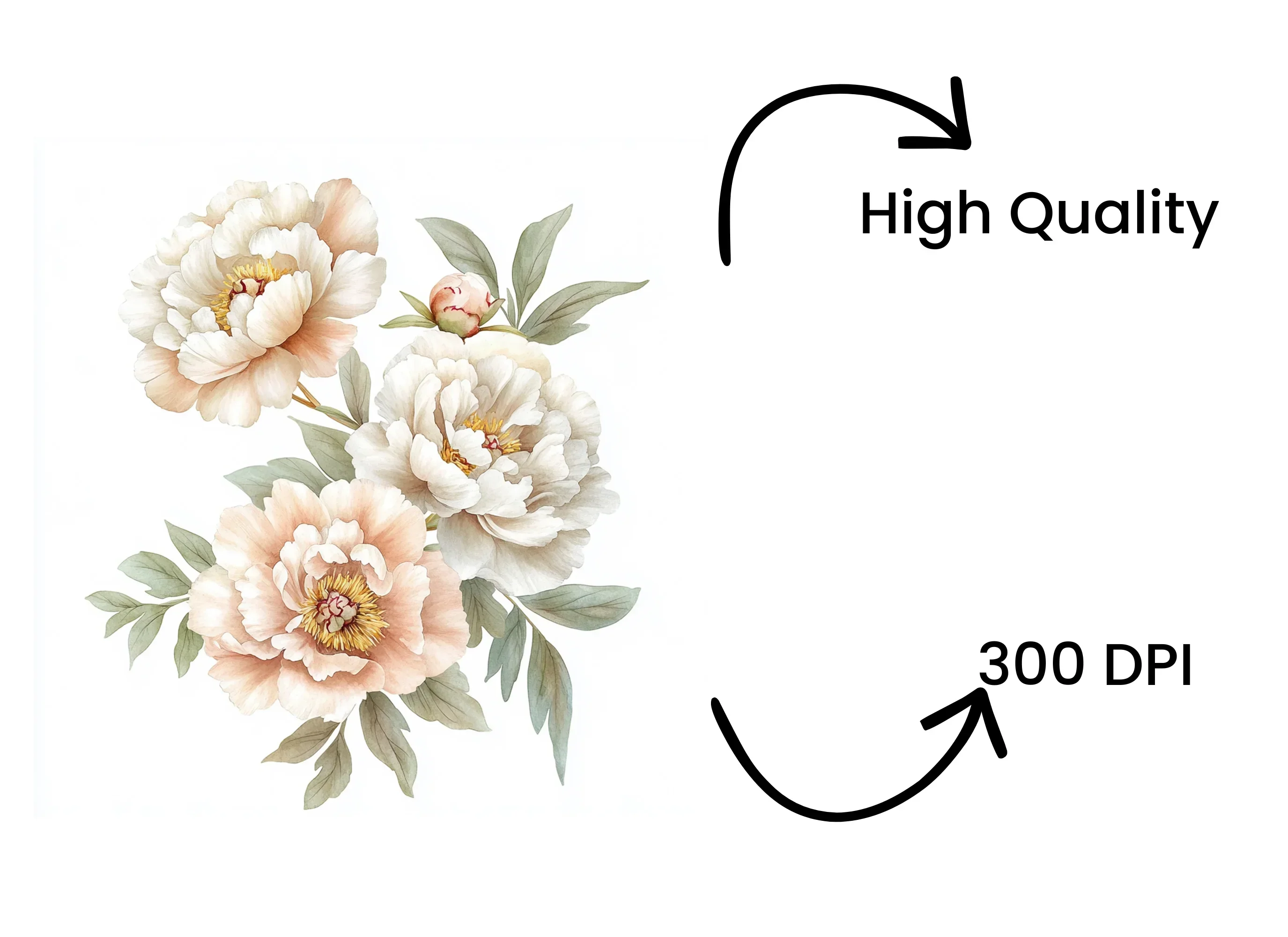 Elegant White Peony Flower Clipart Bundle - Image 4