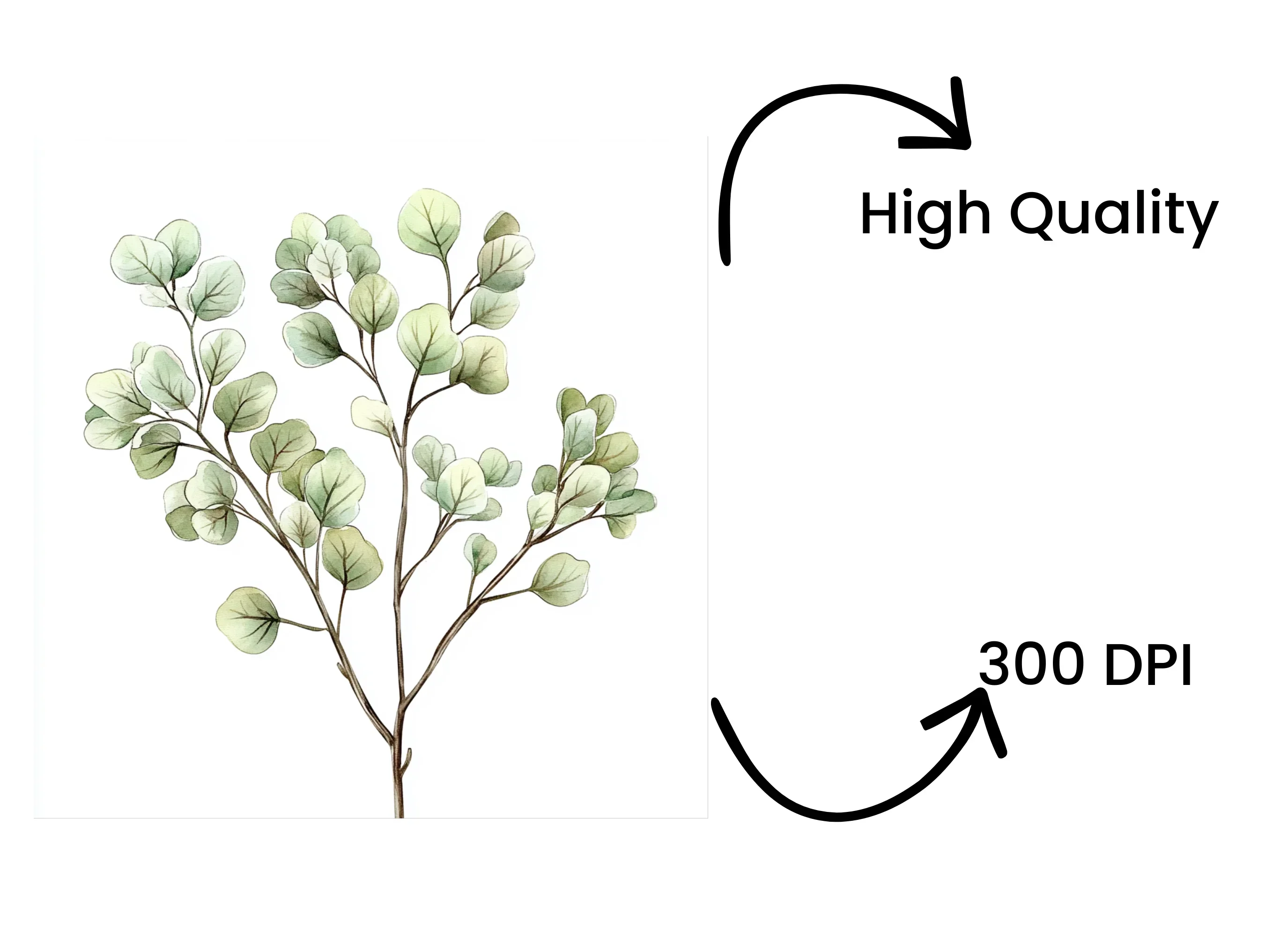 Eucalyptus Leaves Clipart Bundle - Image 4