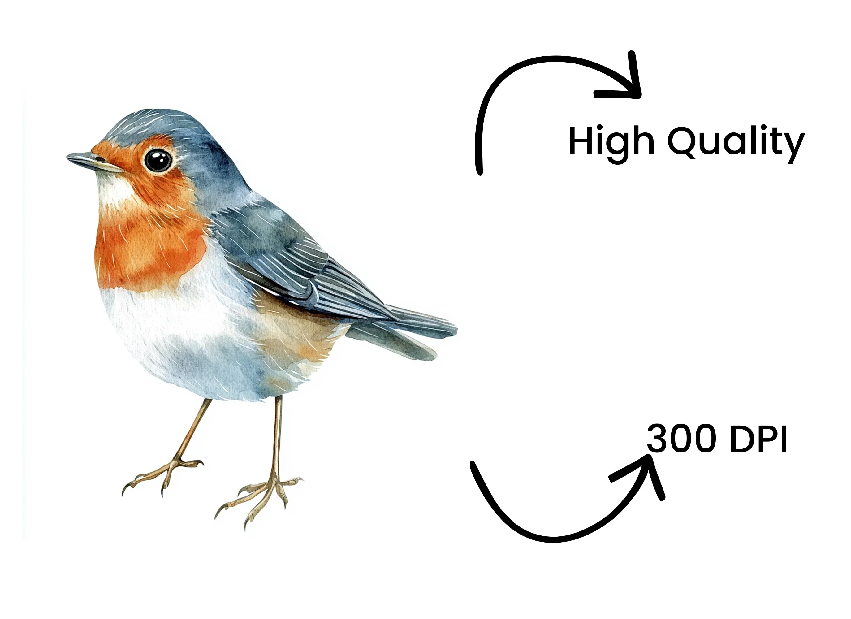 European Robin Bird Clipart Bundle - Image 4