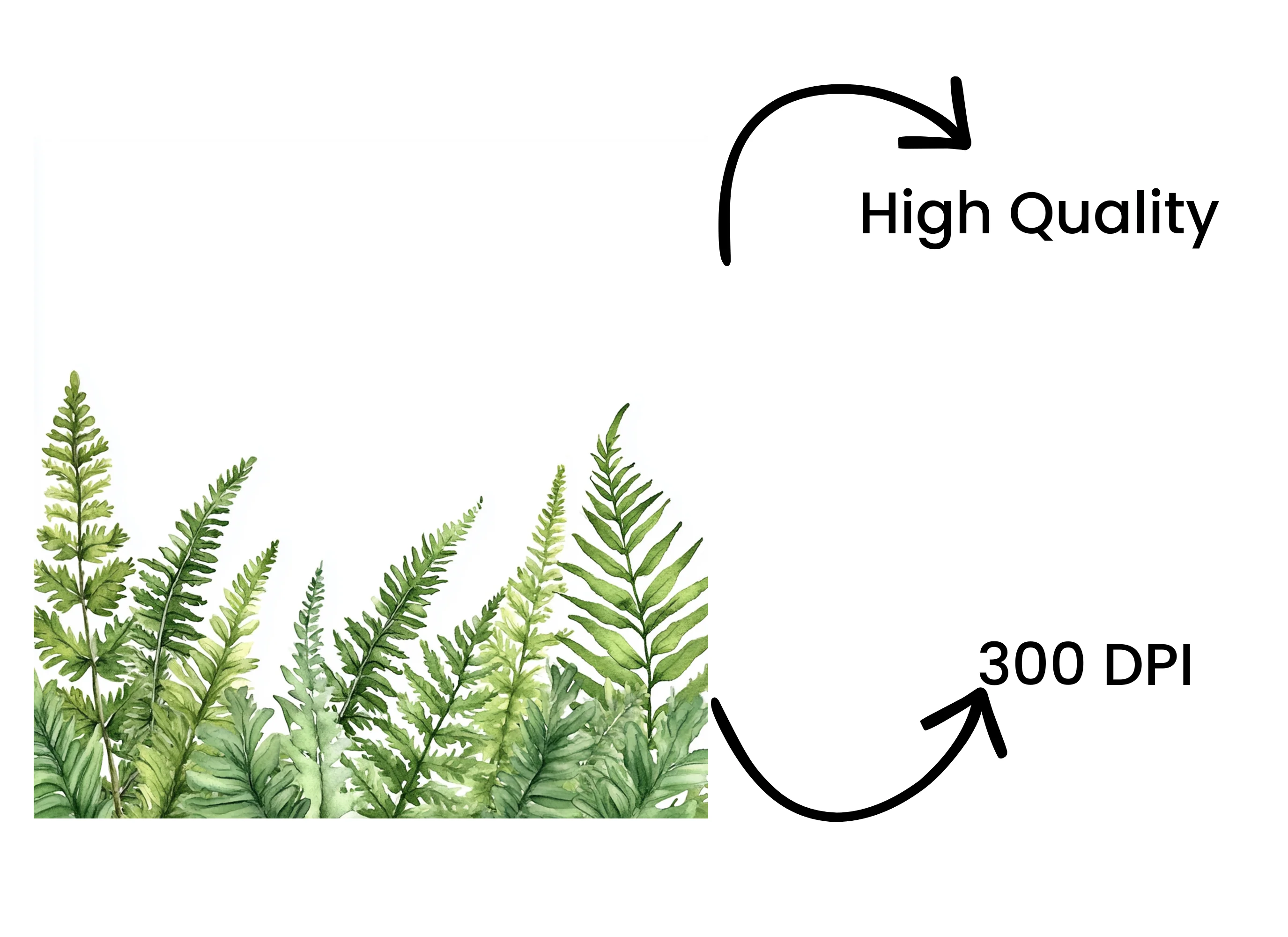 Fern Border Clipart Bundle - Image 4