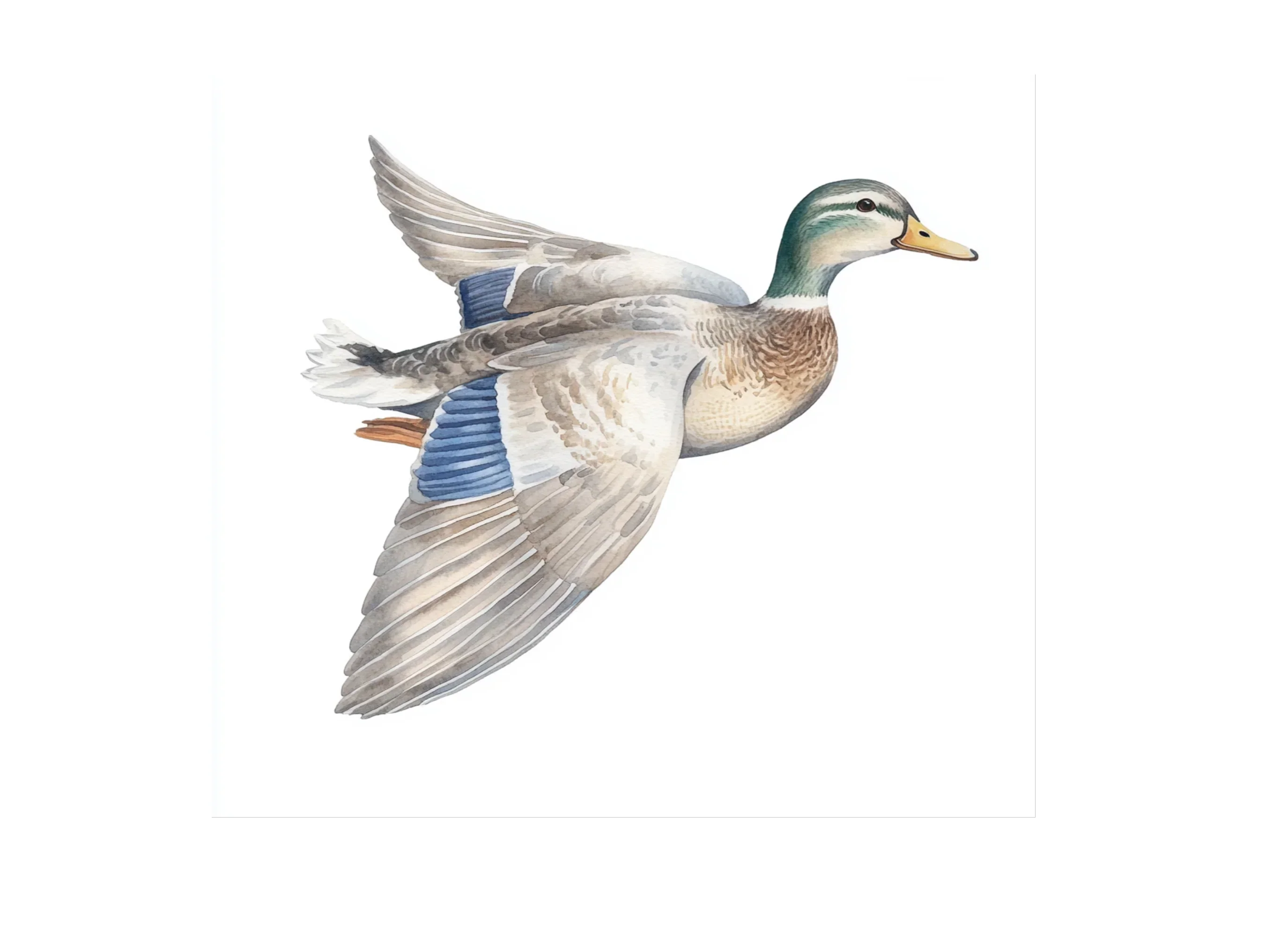 Flying Duck Clipart Bundle - Image 3