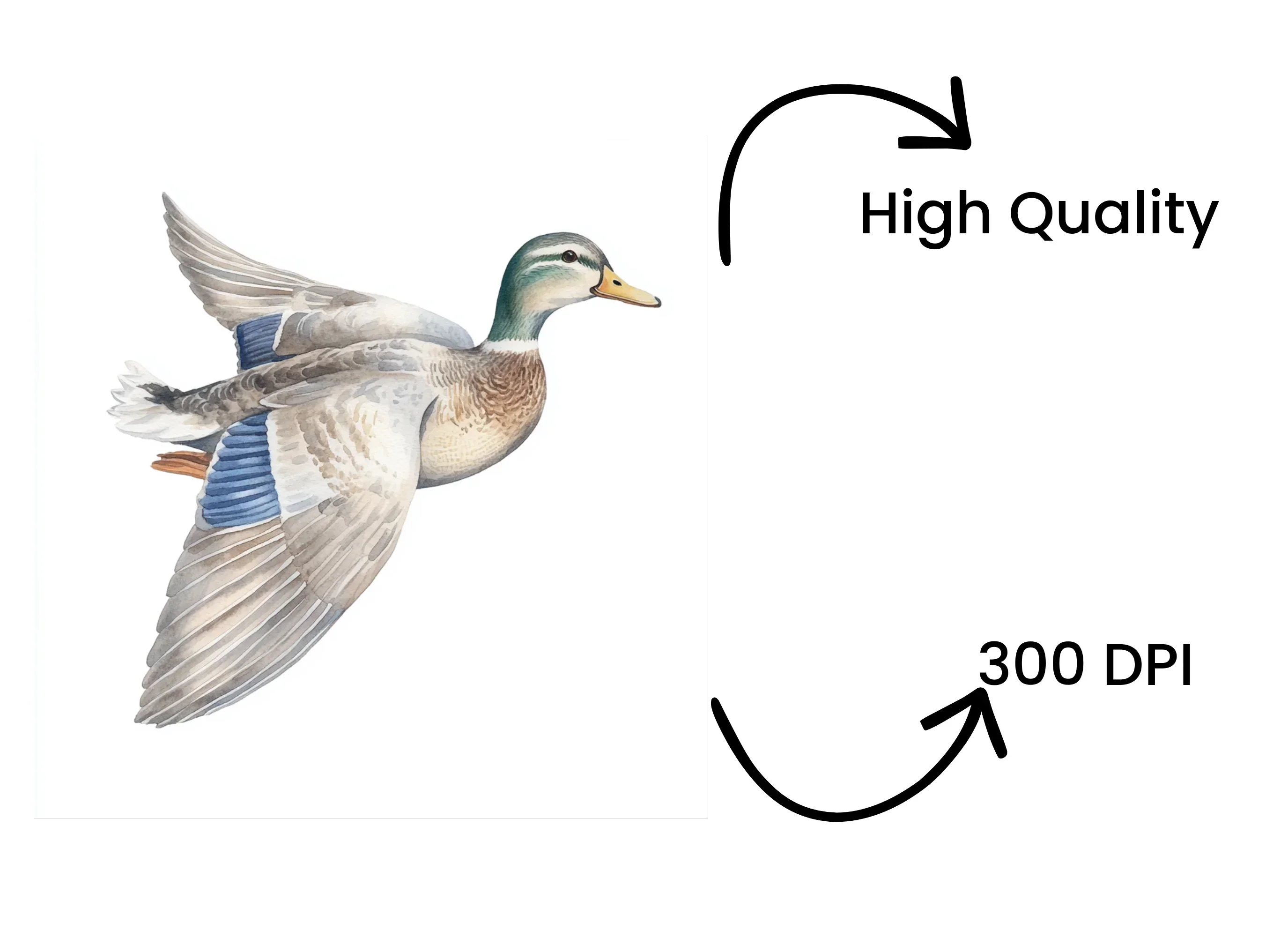 Flying Duck Clipart Bundle - Image 4
