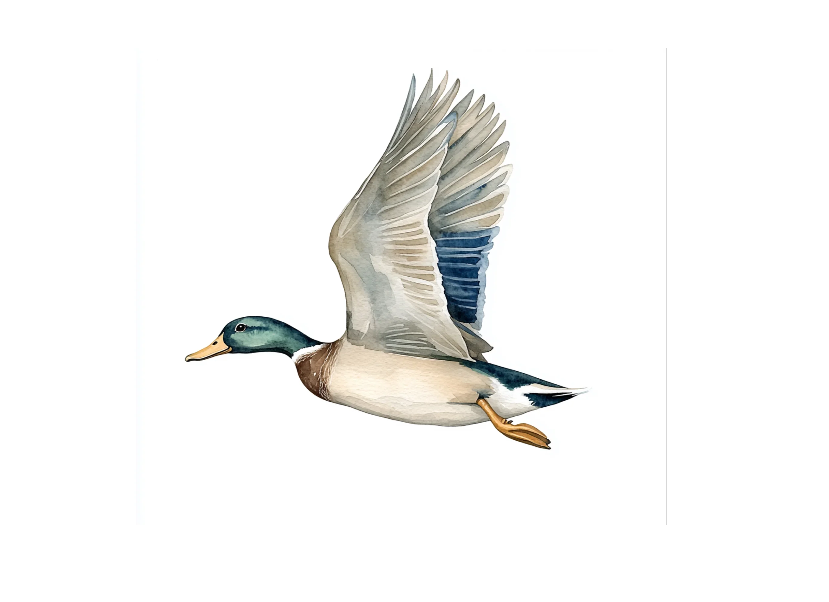 Flying Mallard Duck Clipart Bundle - Image 3