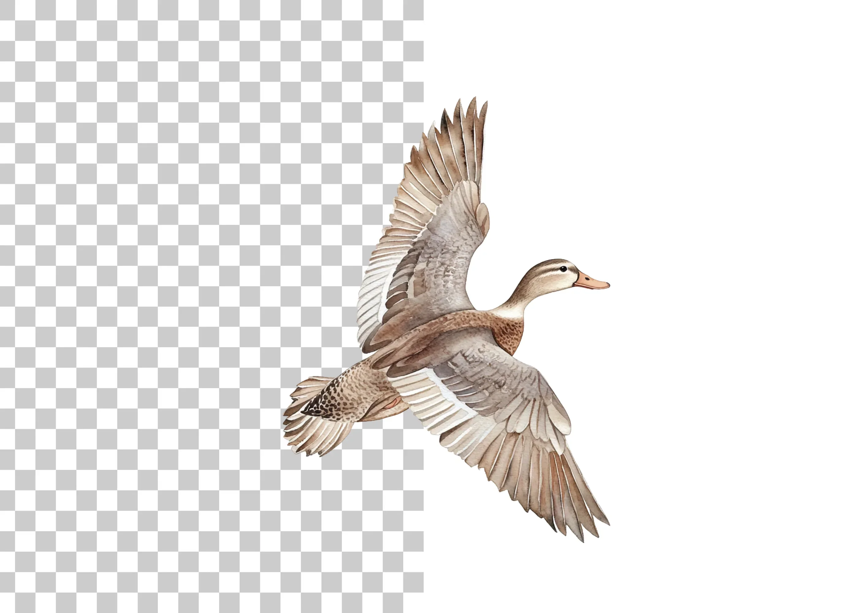 Flying Mallard Duck Clipart Bundle - Image 2