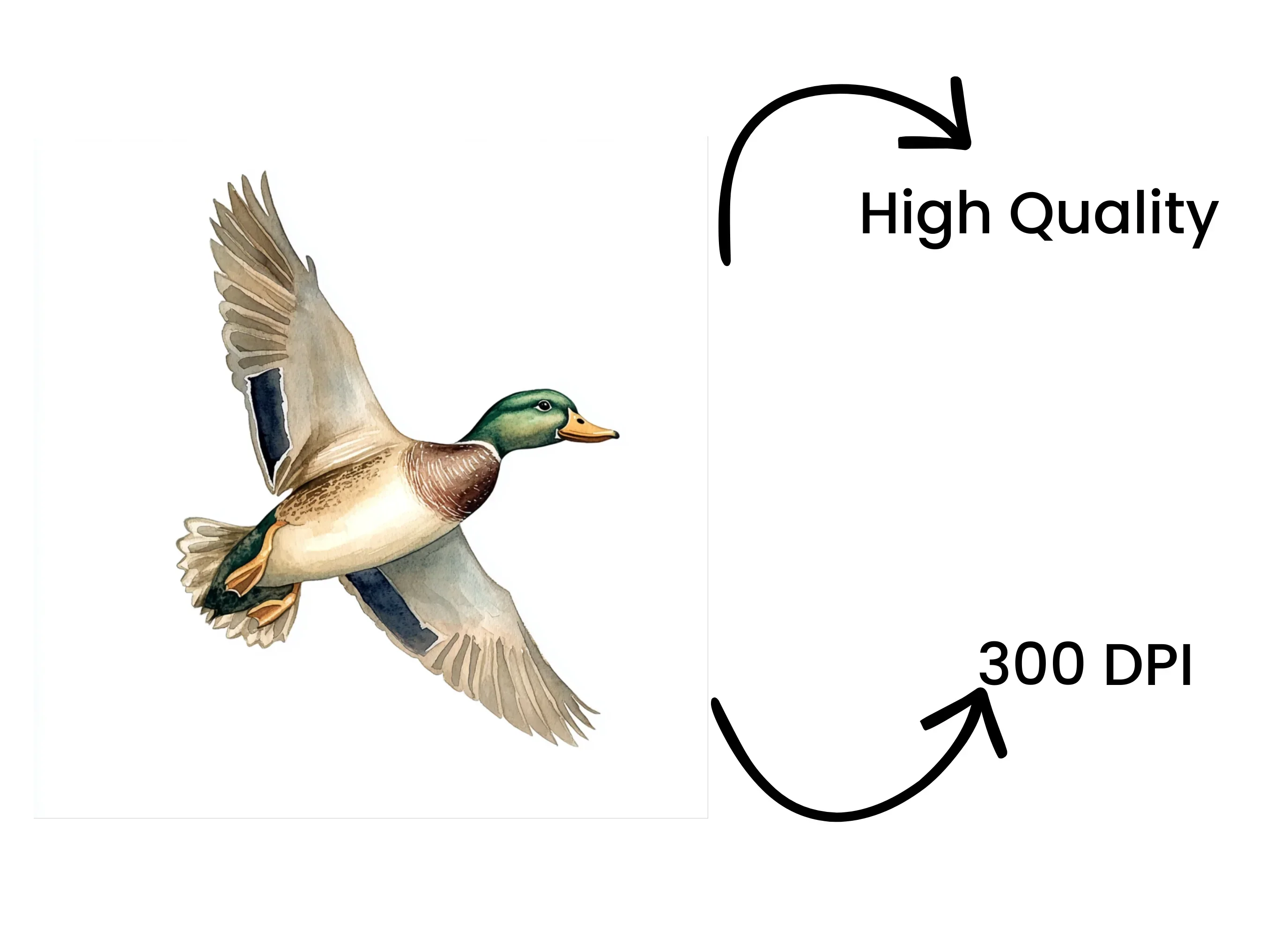 Flying Mallard Duck Clipart Bundle - Image 4