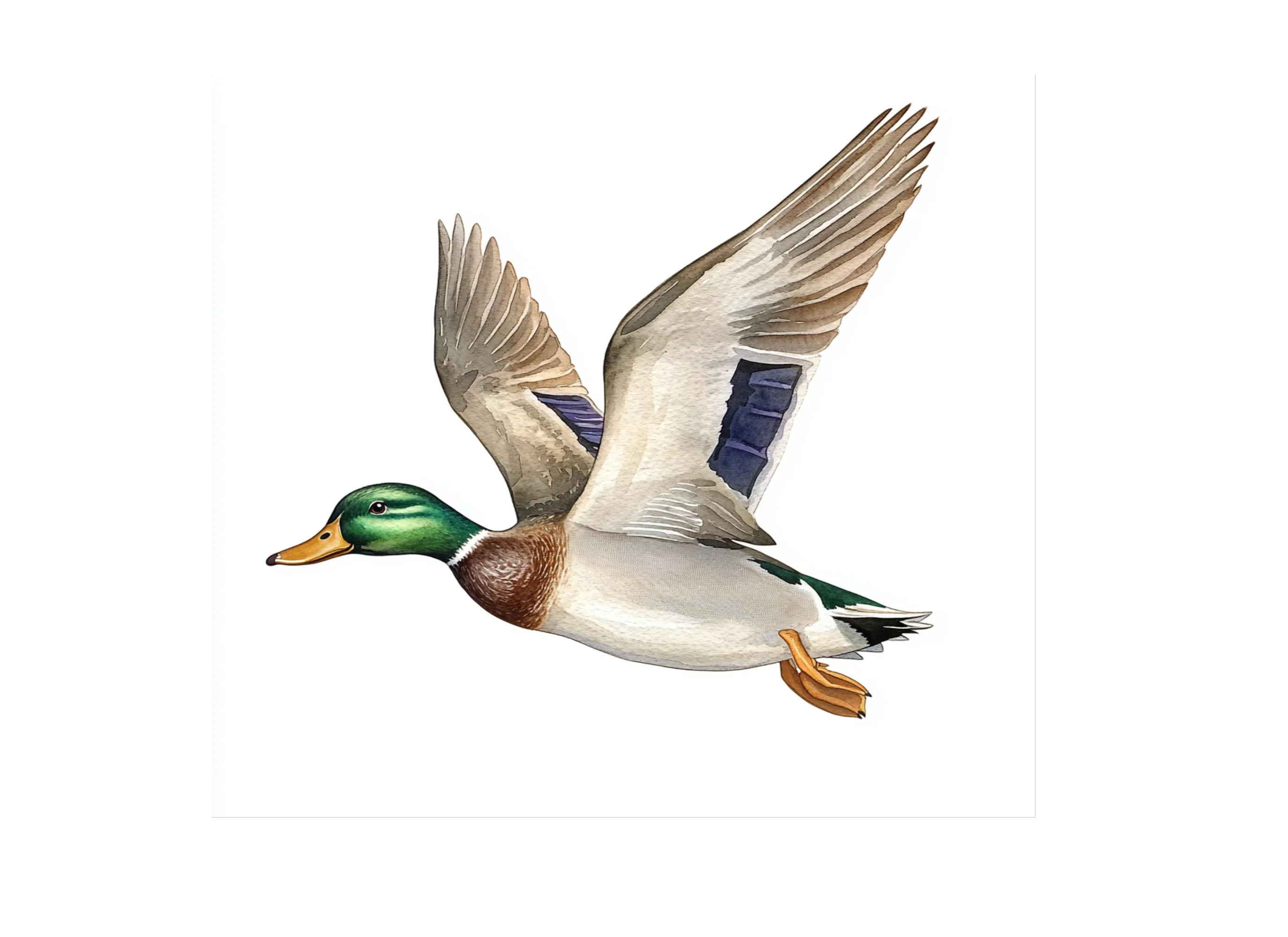 Flying Mallard Ducks Clipart Bundle - Image 3