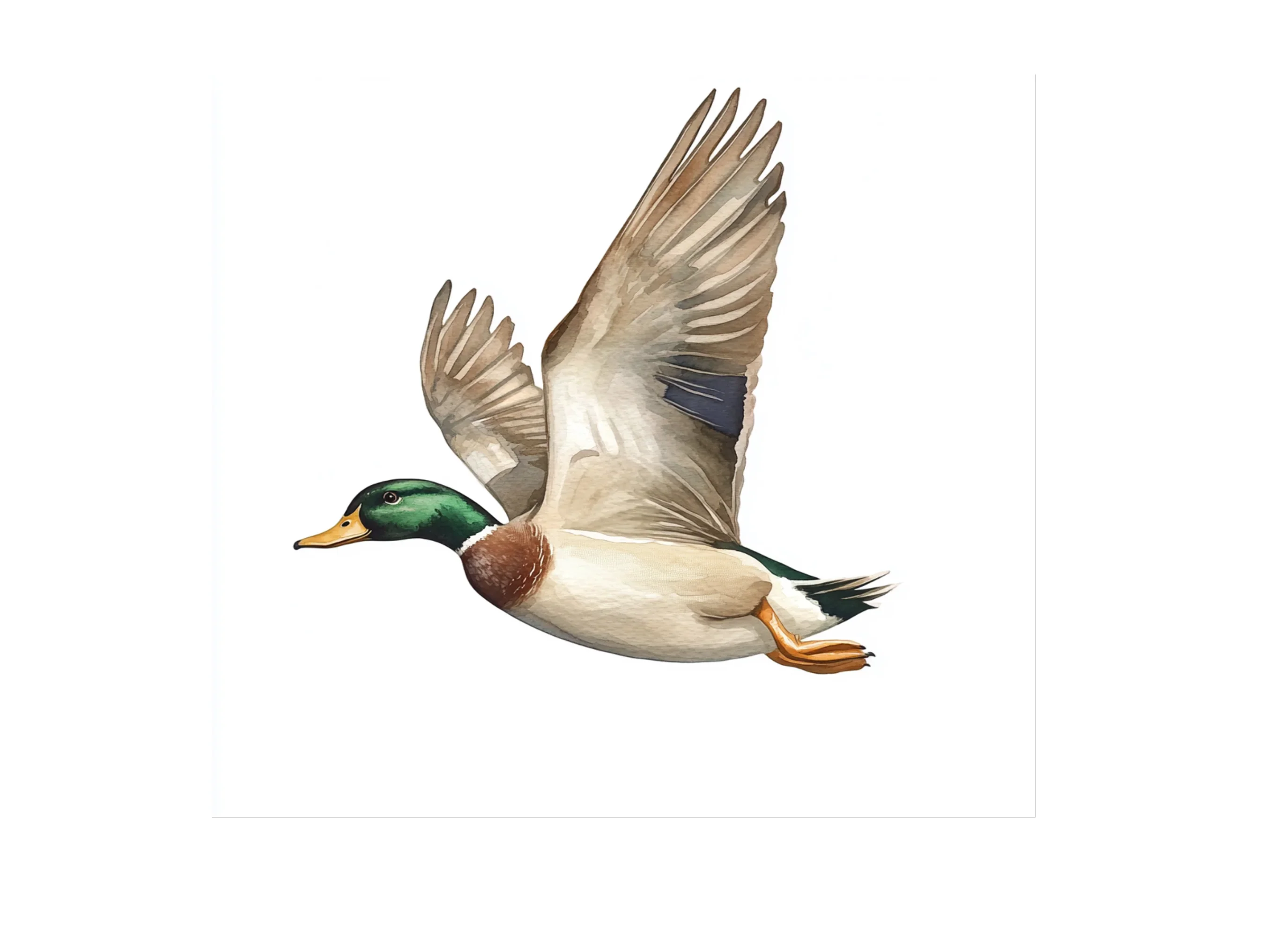 Flying Mallard Ducks Clipart Bundle - Image 3