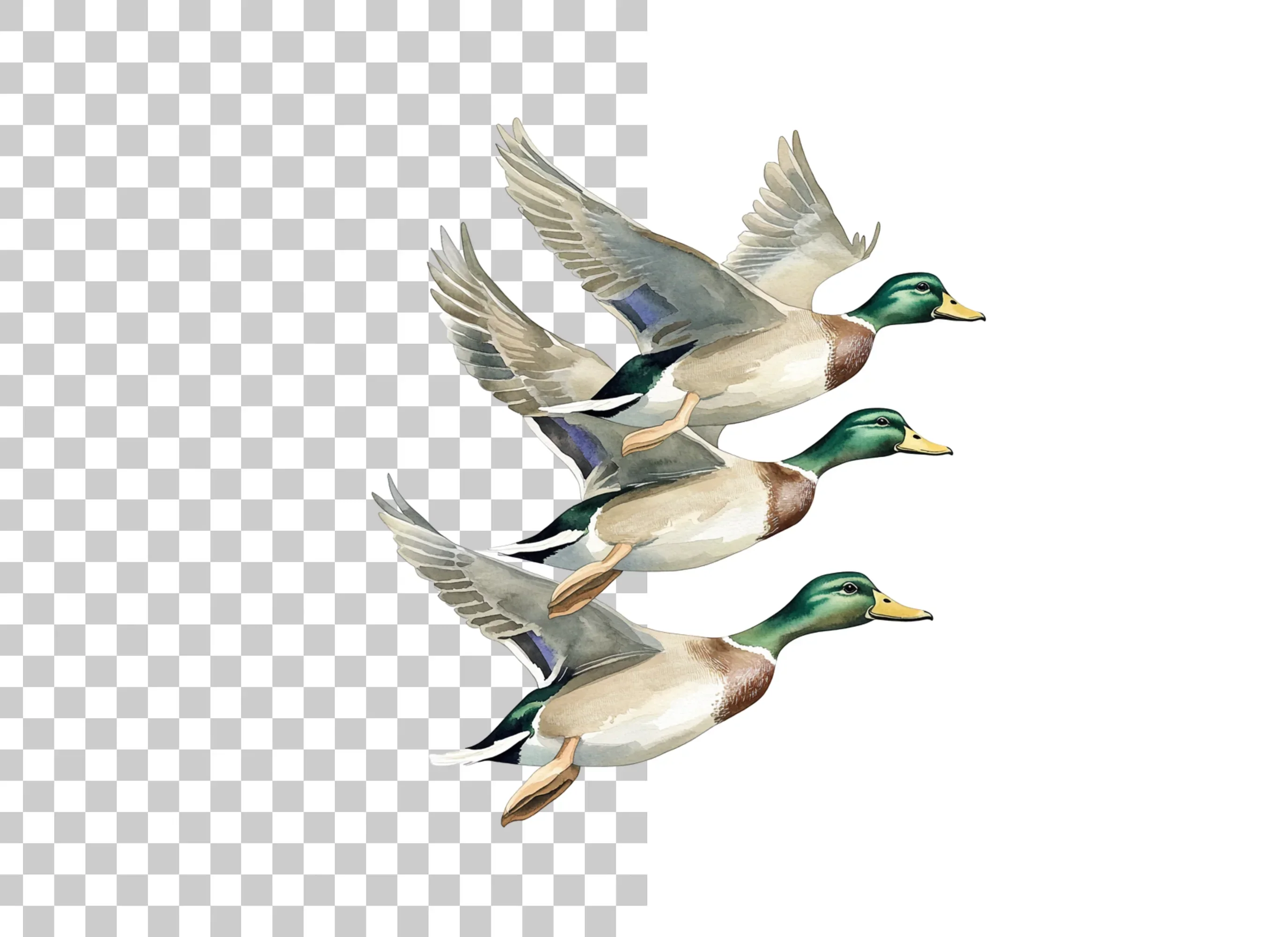 Flying Mallard Ducks Clipart Bundle - Image 2