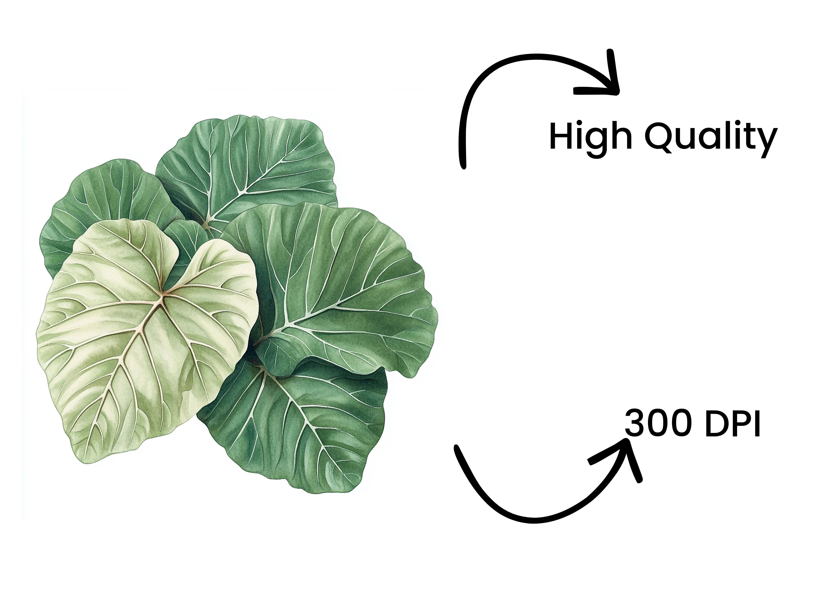 Fresh Green Leafy Vegetable Clipart Bundle - Image 4