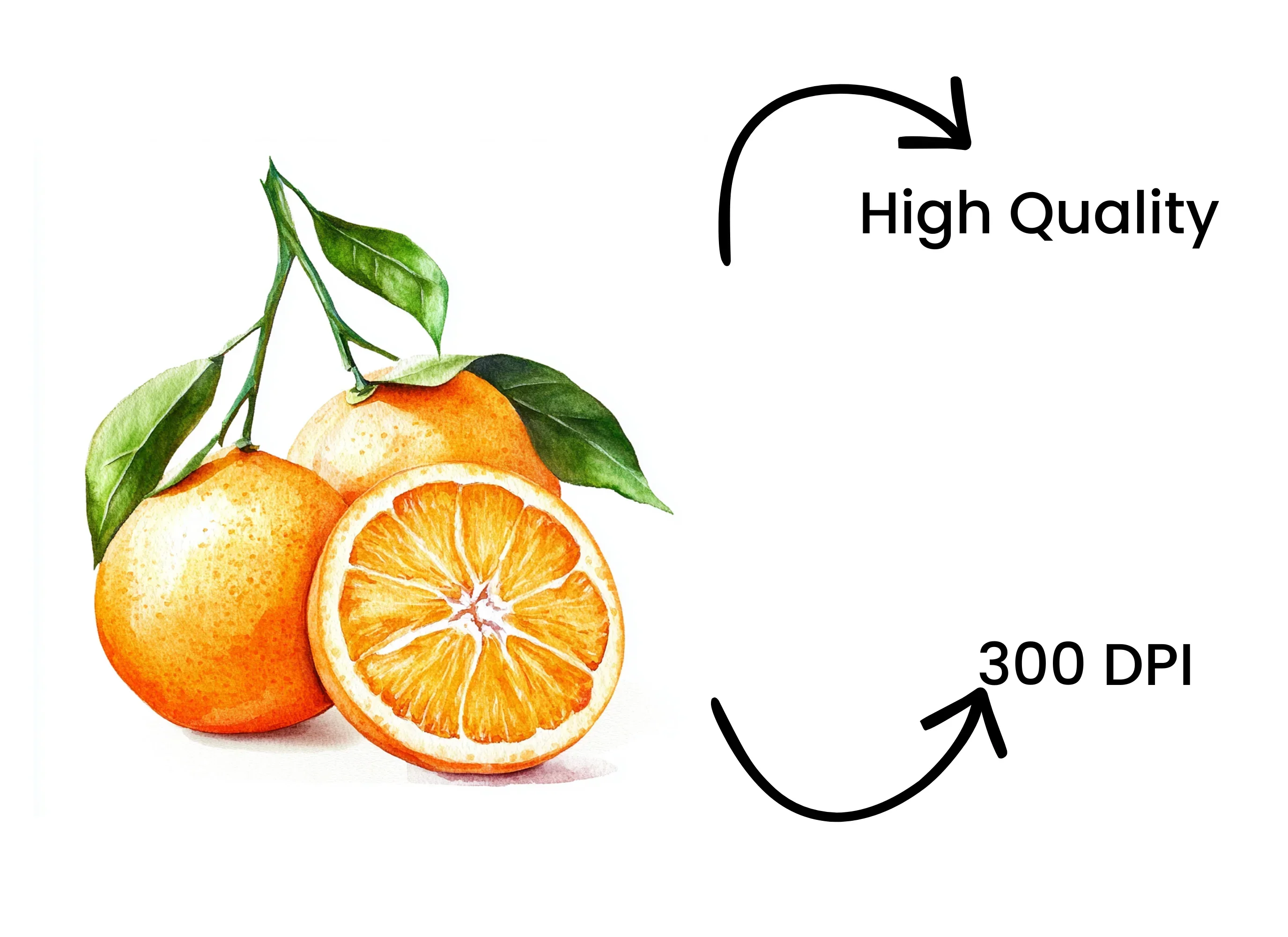 Fresh Orange Fruit Clipart Bundle - Image 4