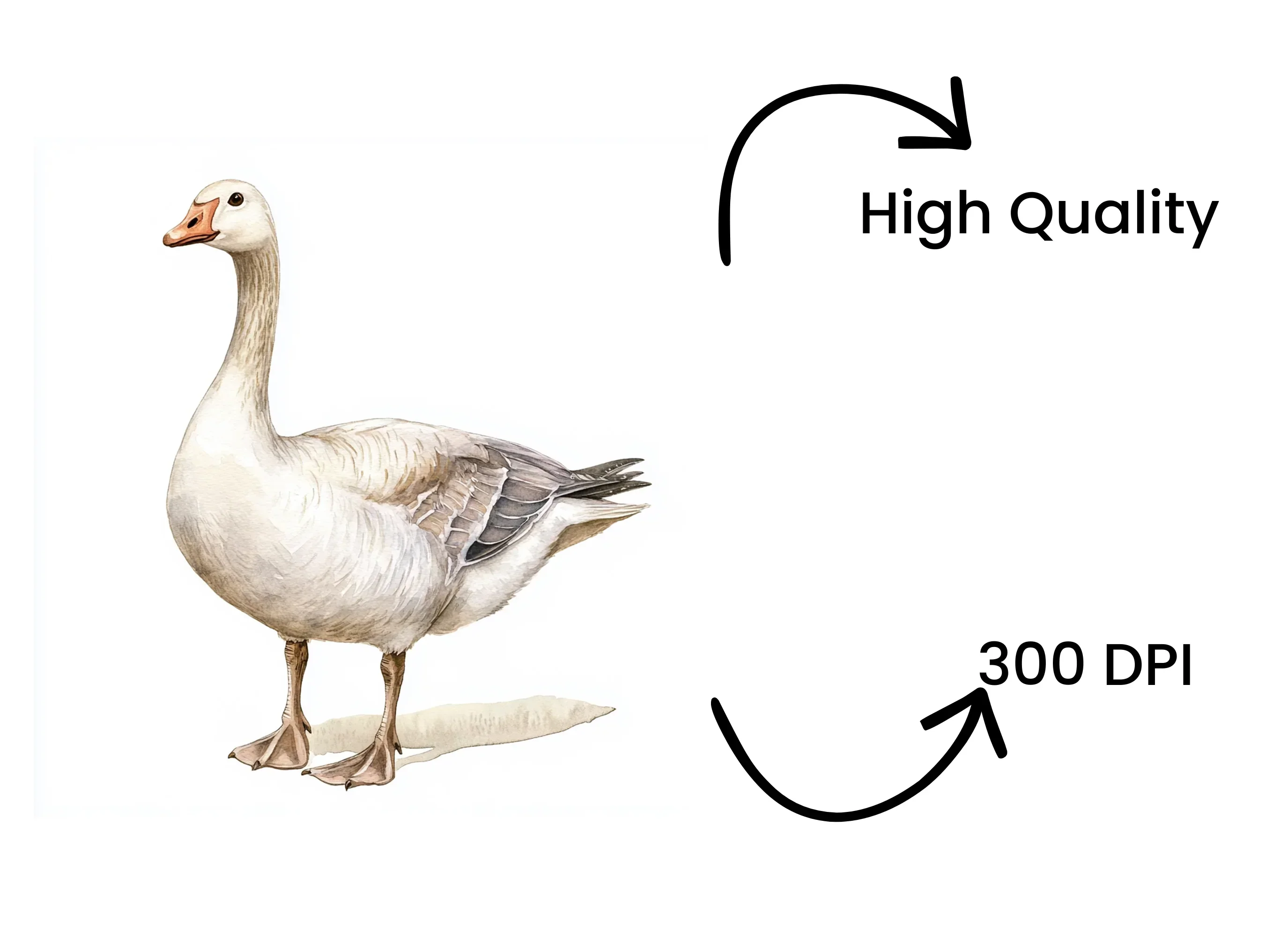 Geese Clipart Bundle - Image 4