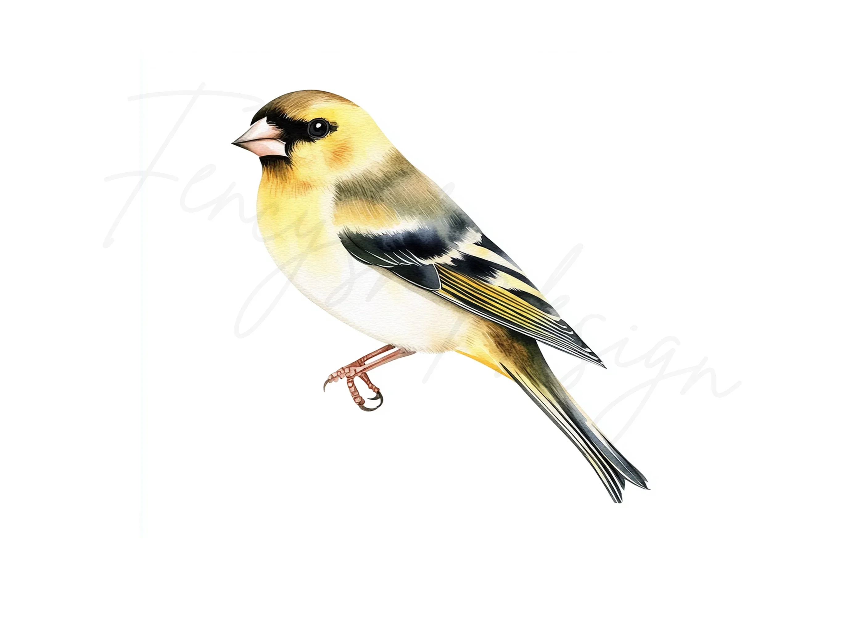 Goldfinch Bird Clipart Bundle - Image 2