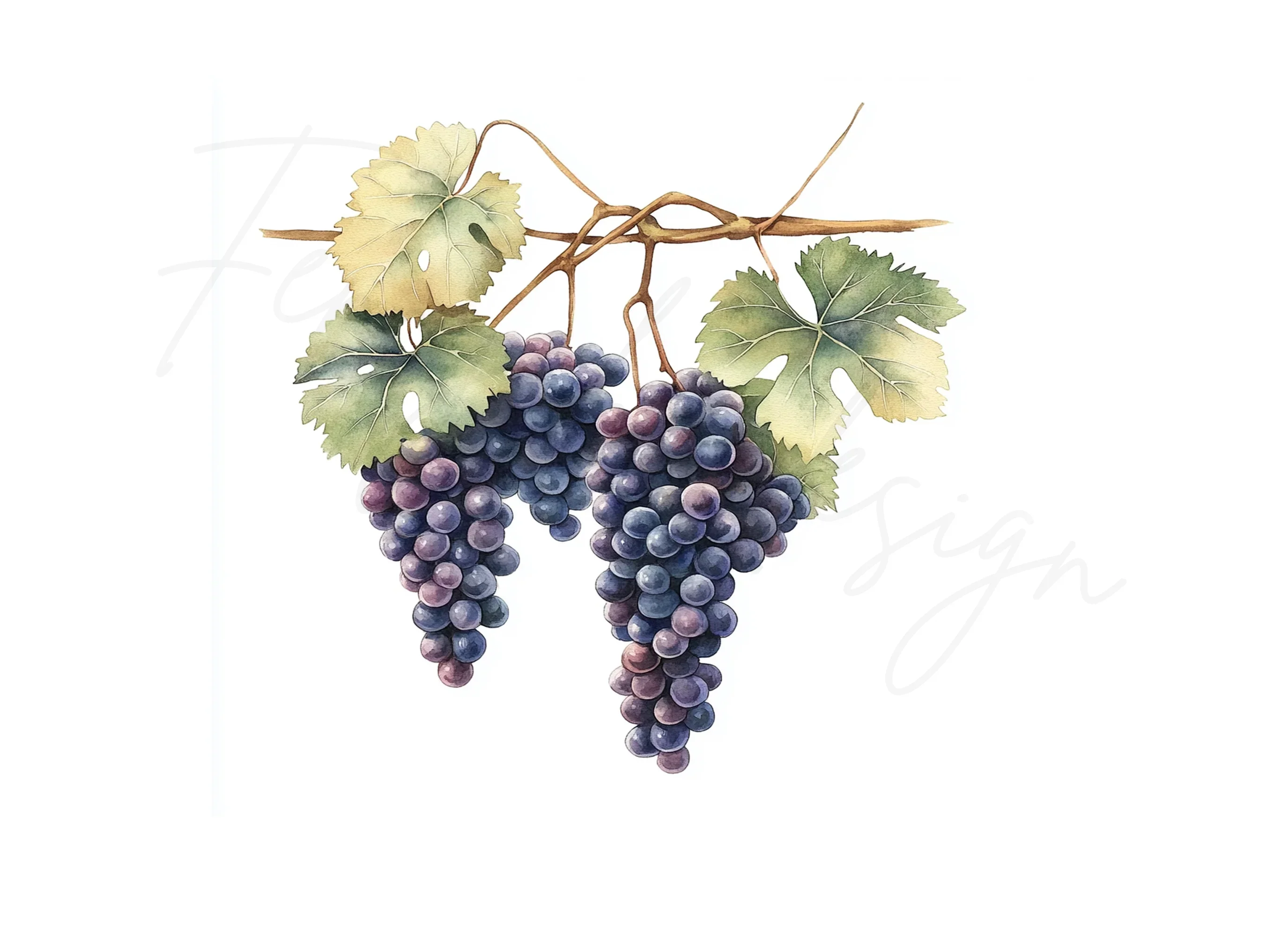 Grape Vine Clipart Bundle - Image 3
