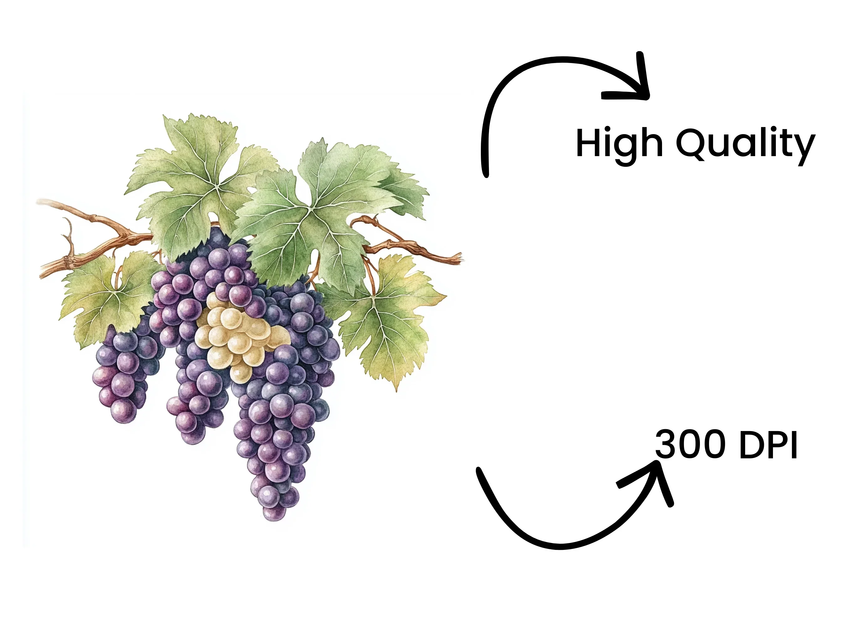 Grape Vine Clipart Bundle - Image 4