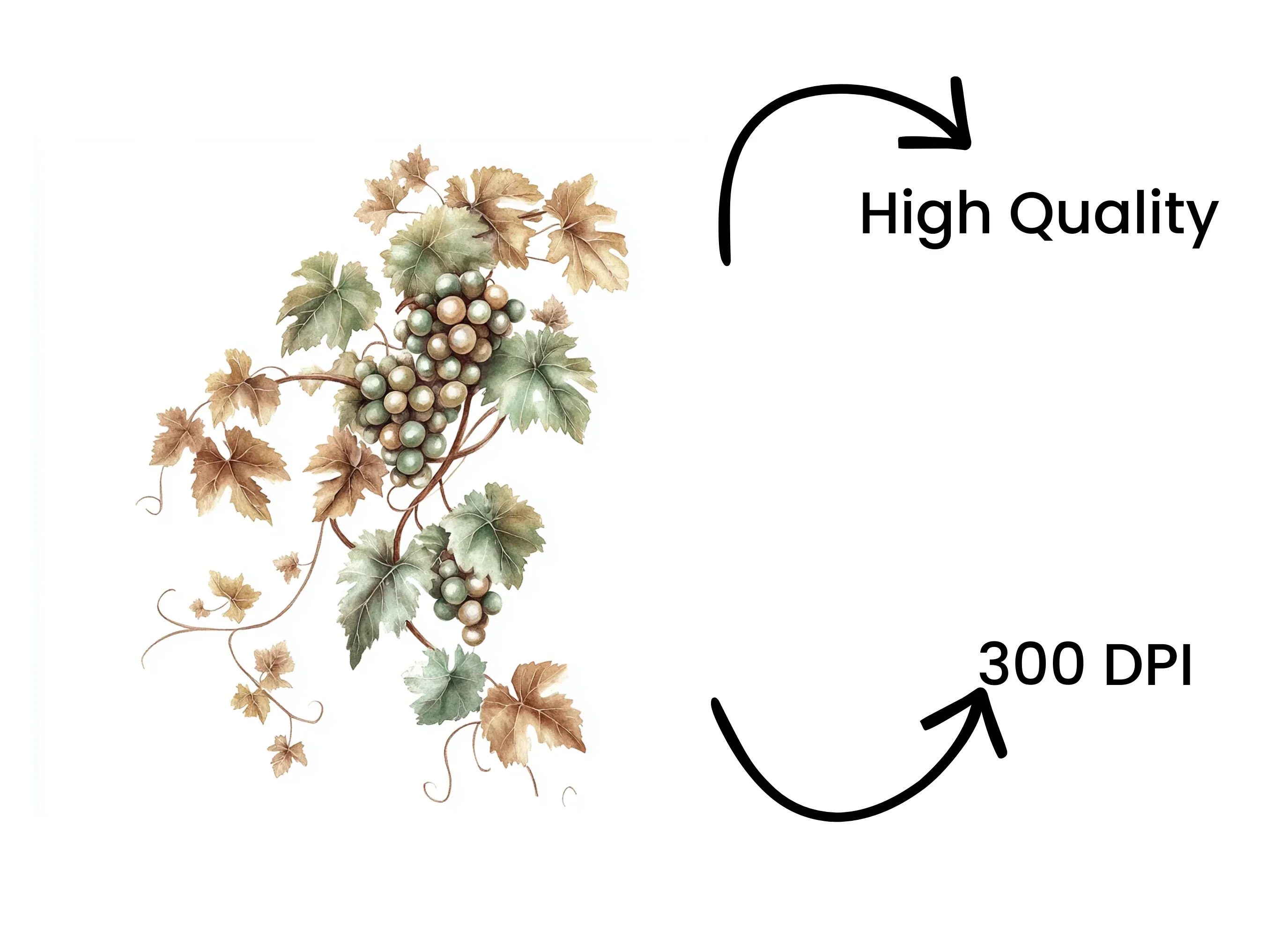 Grapevine Clipart Bundle - Image 4