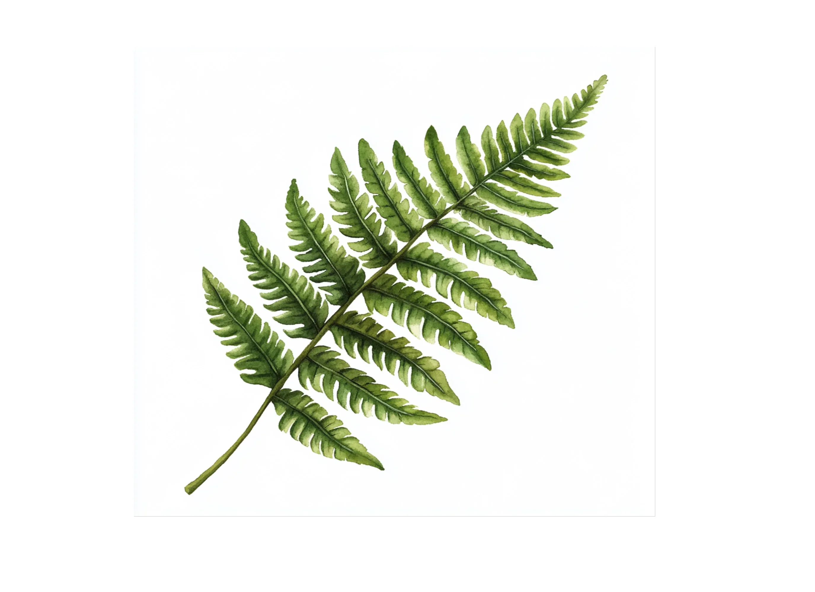Green Fern Foliage Clipart Bundle - Image 3