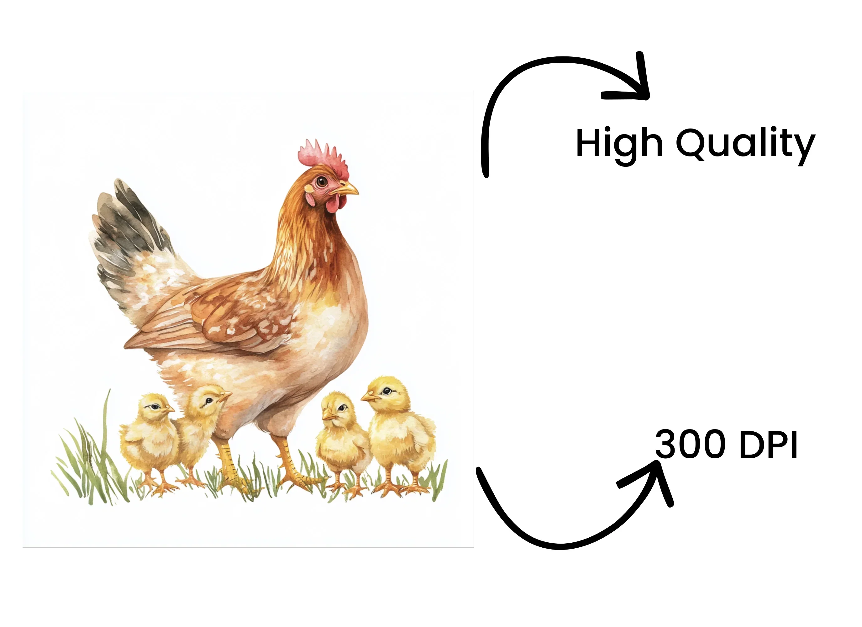Hen and Chick Clipart Bundle - Image 4