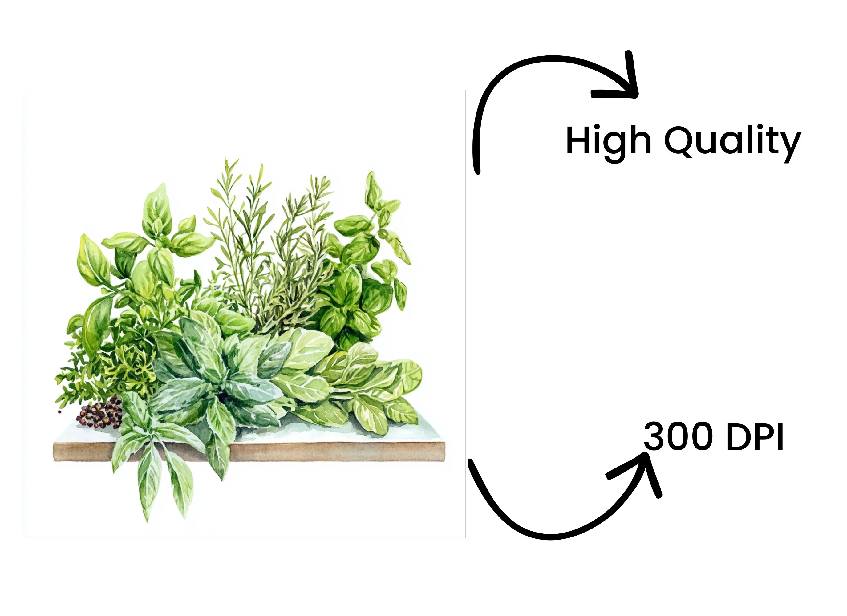 Herbs and Spices Clipart Bundle - Image 4