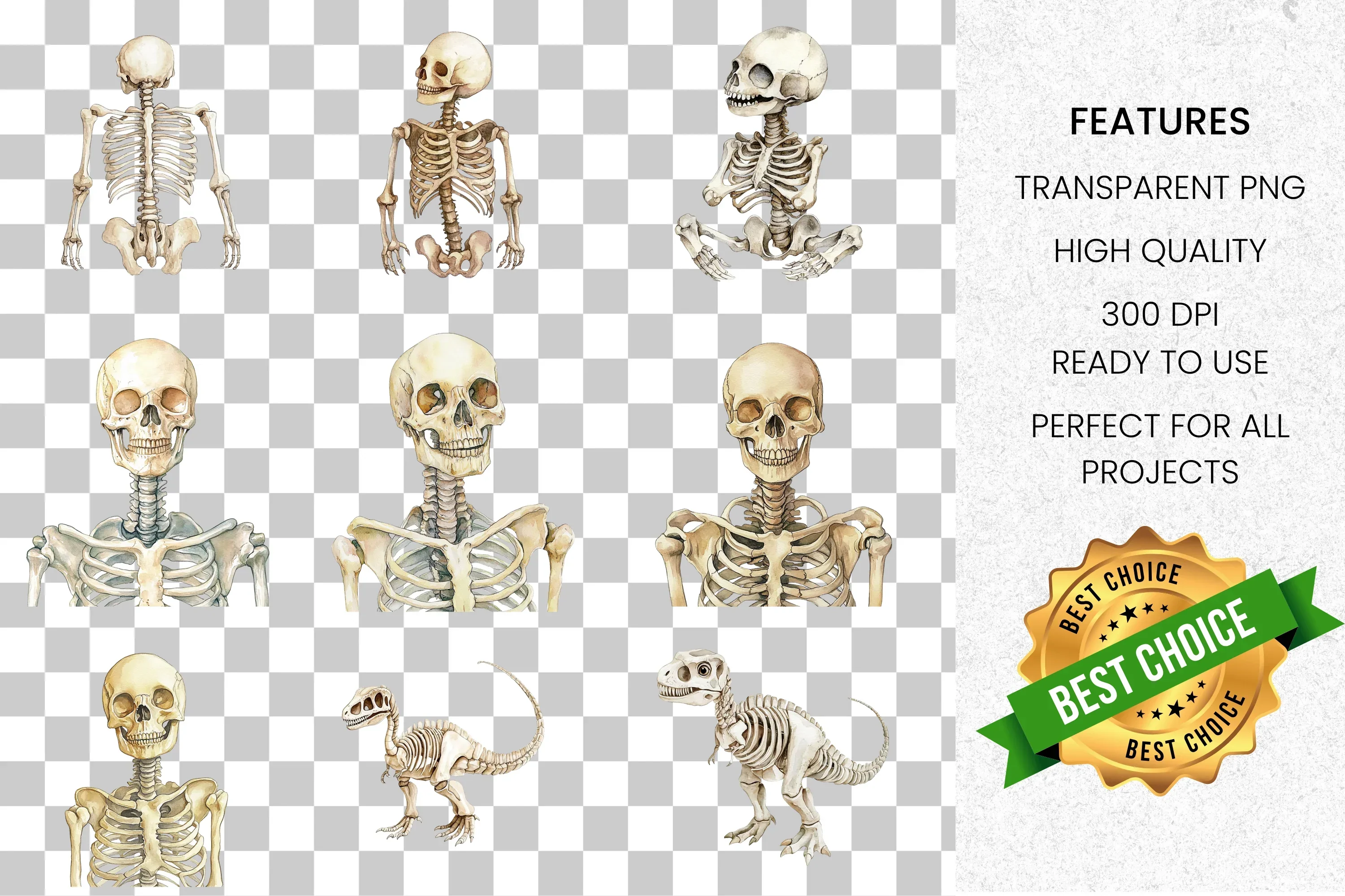 Human Dinosaur Skeleton Clipart Bundle - Image 8