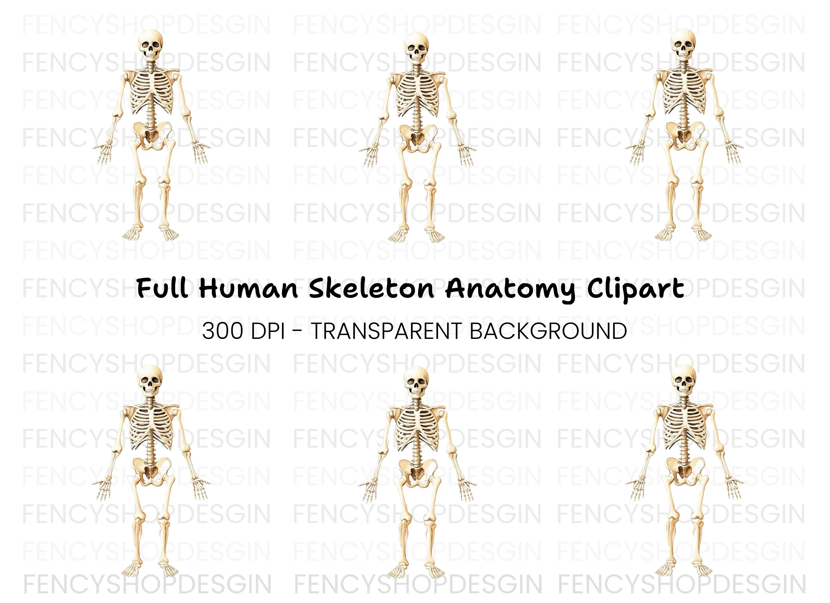 Human Skeleton Anatomy Clipart Bundle