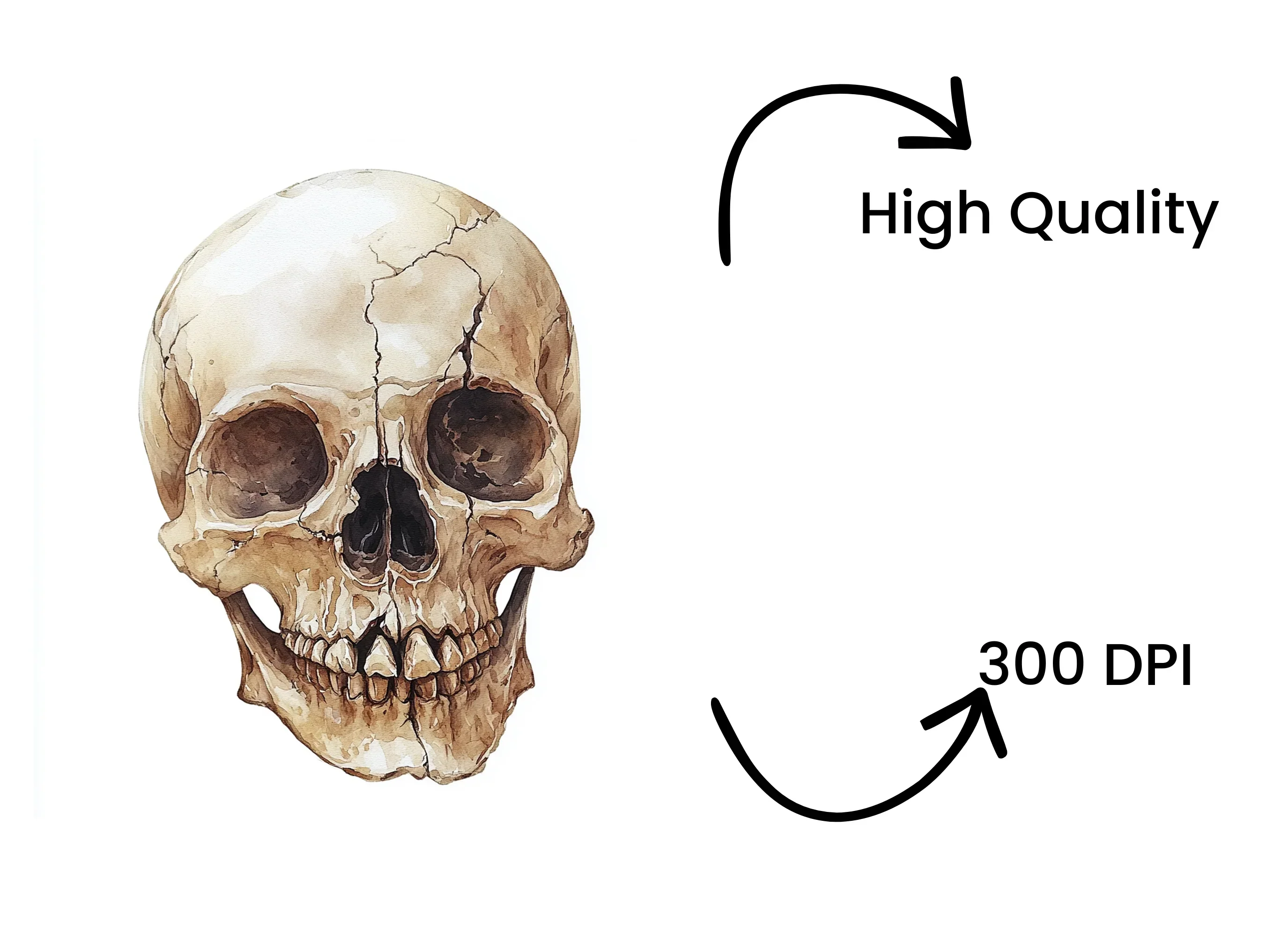 Human Skull Clipart Bundle - Image 4