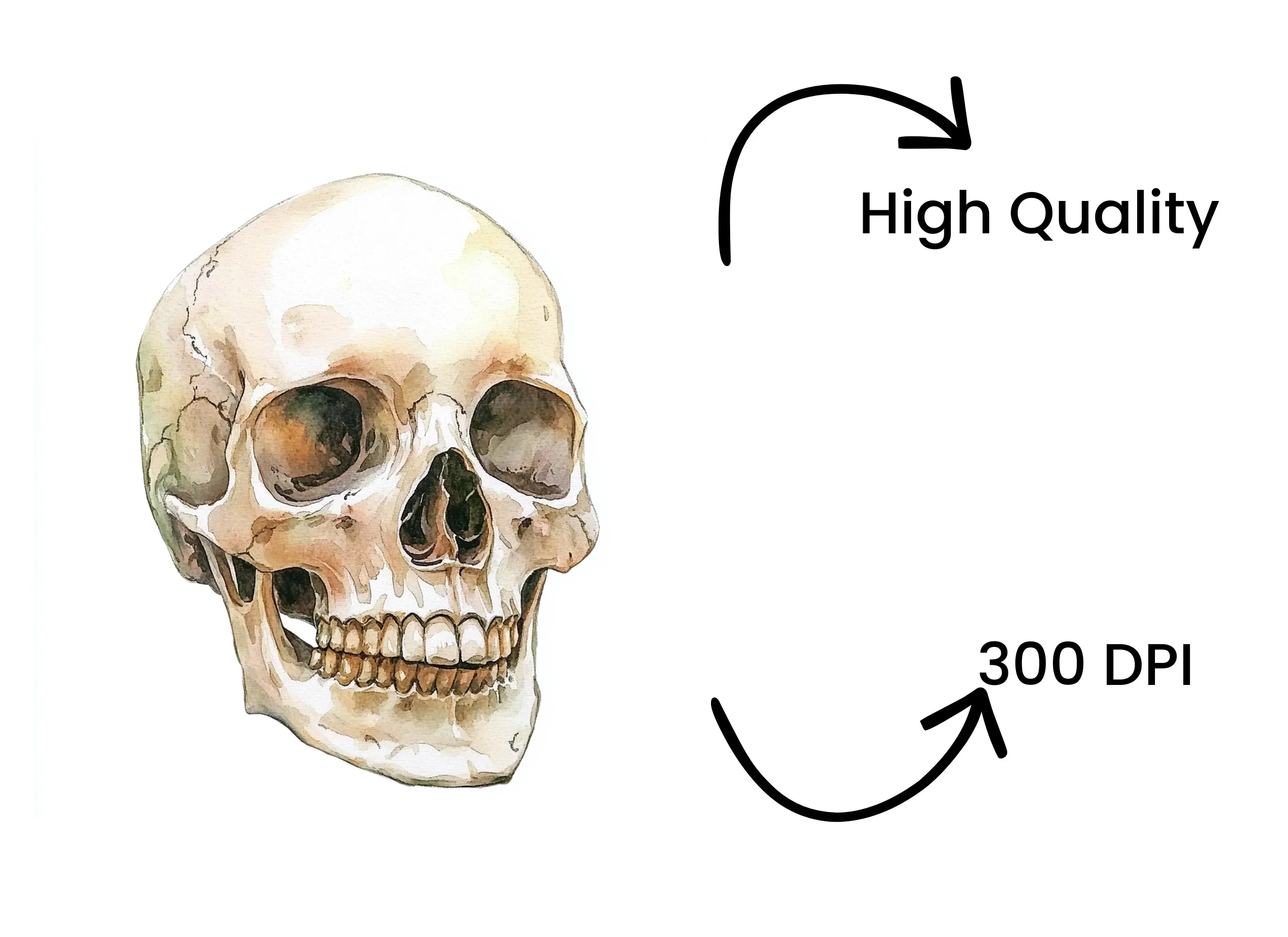 Human Skulls Clipart Bundle - Image 4