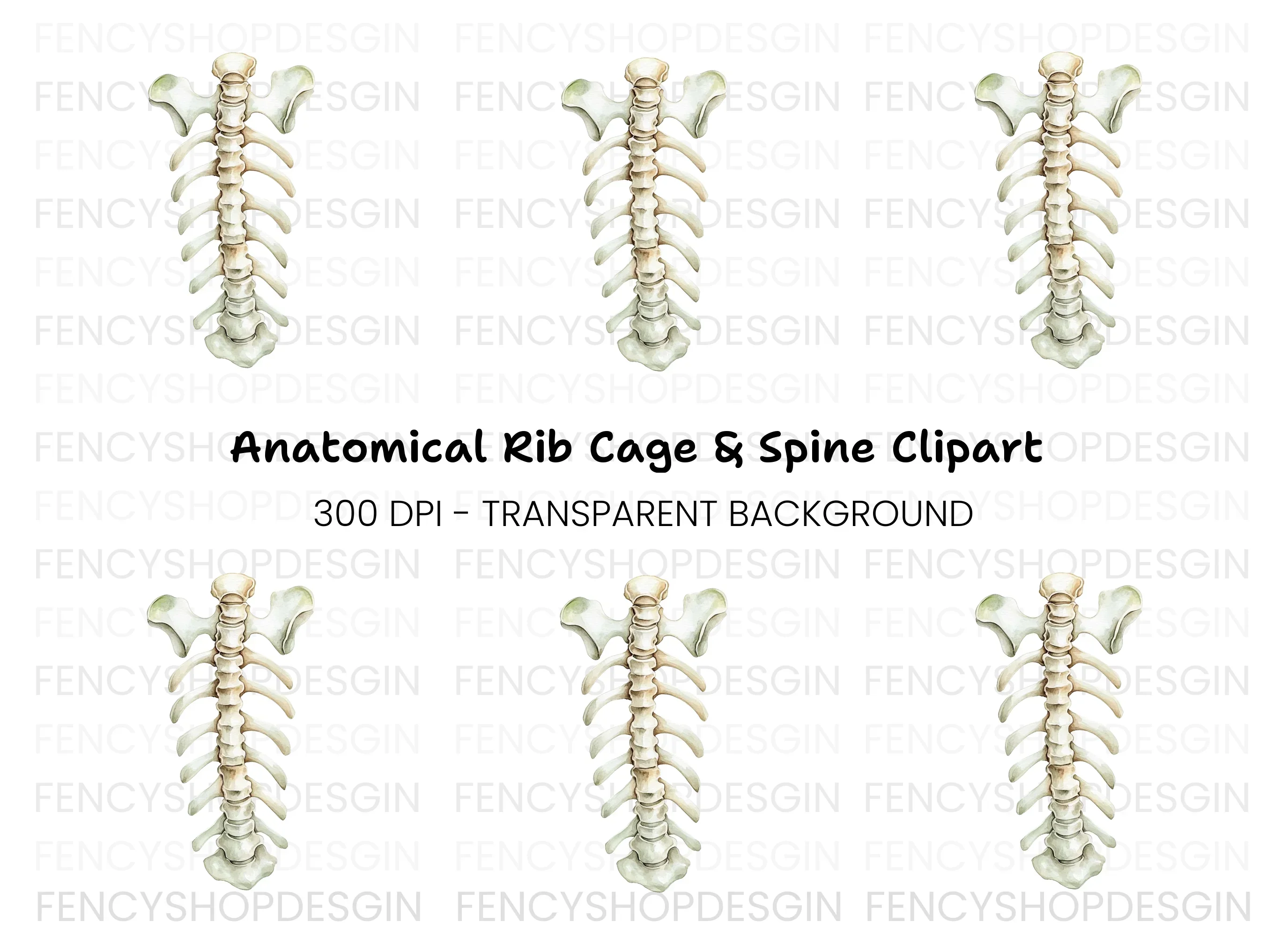 Human Spine and Ribs Clipart Bundle