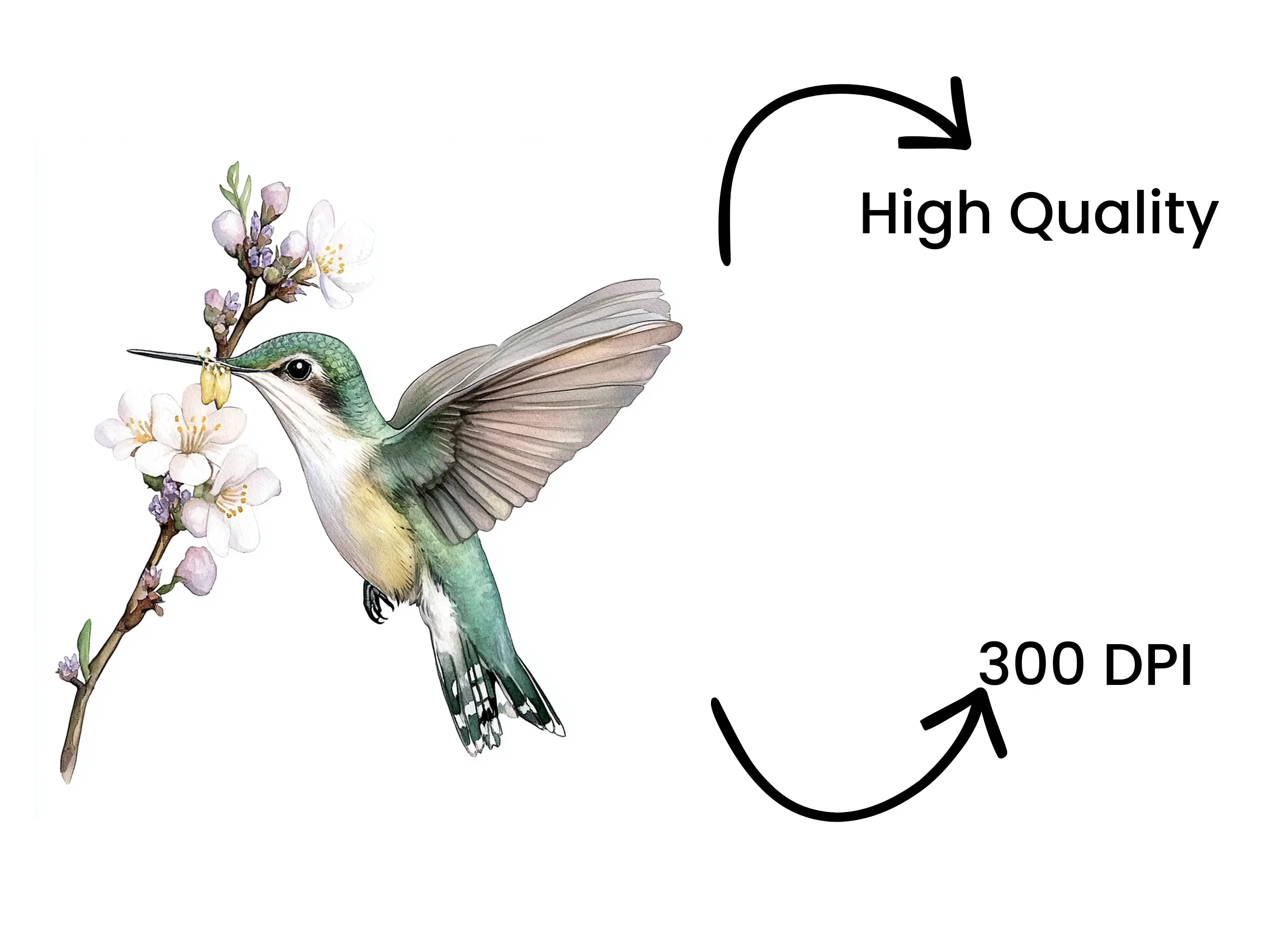 Hummingbird and Blossom Clipart Bundle - Image 4