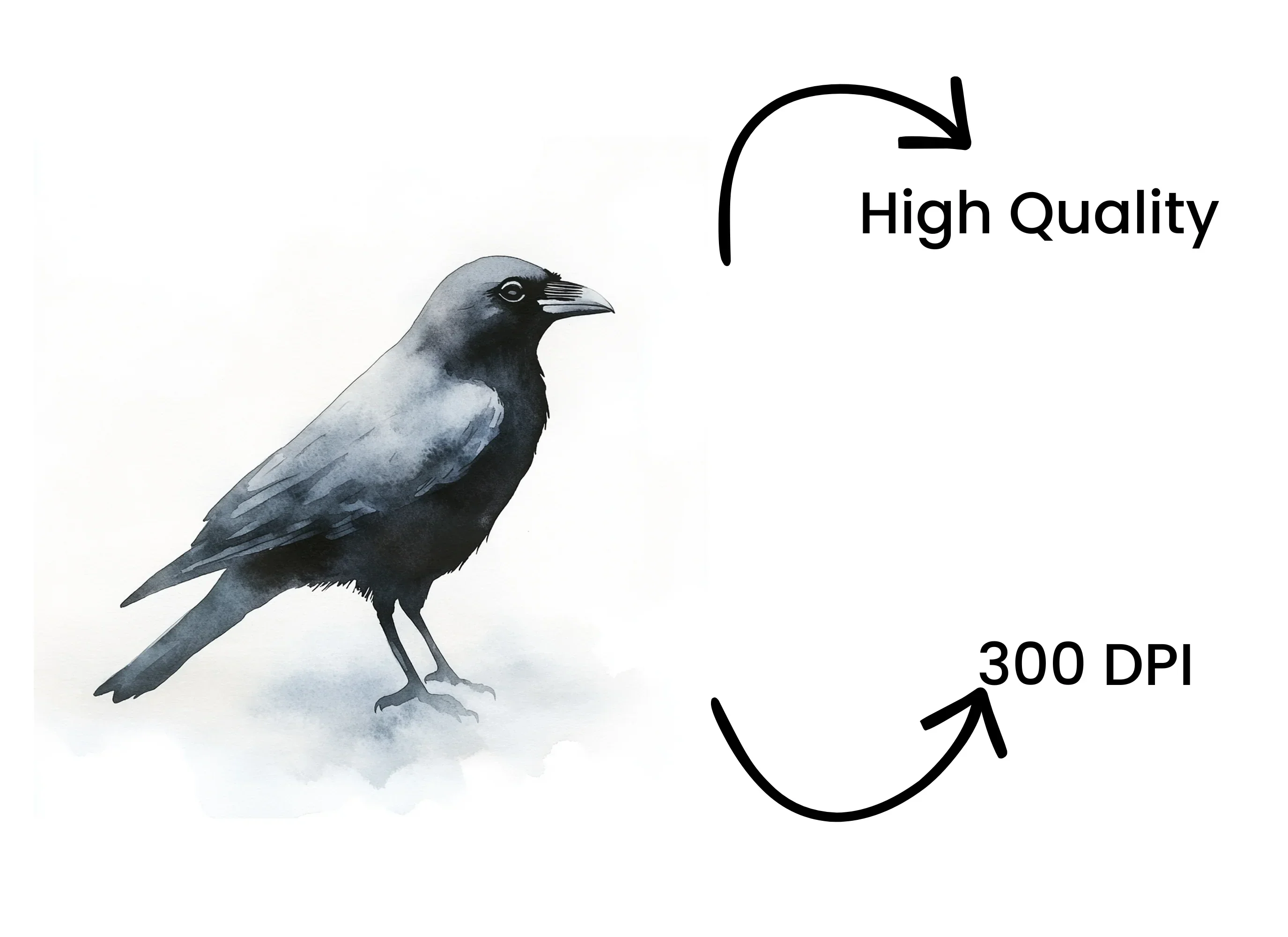 Jackdaw Bird Clipart Bundle - Image 4