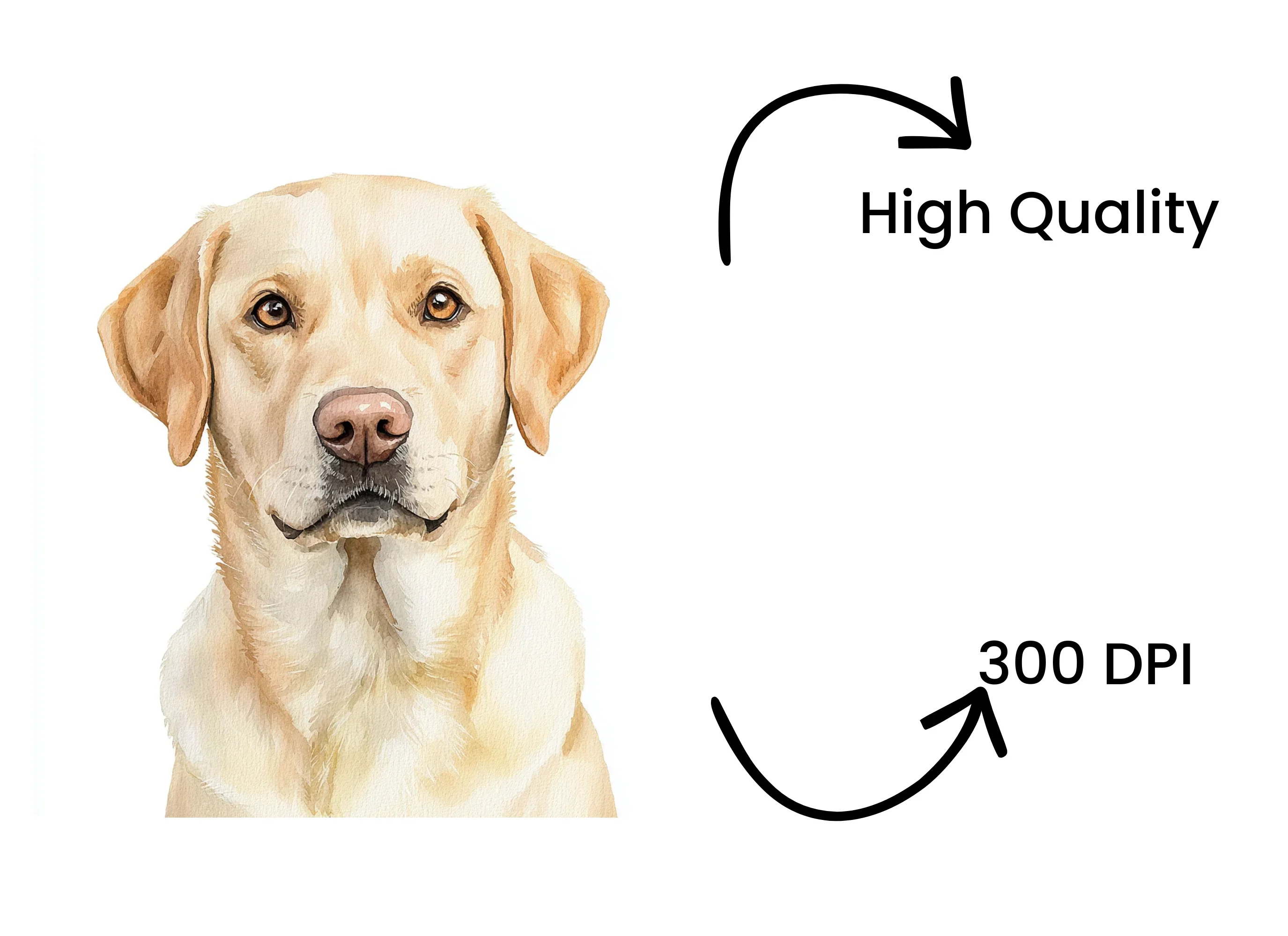 Labrador Dog Portraits Clipart Bundle - Image 4