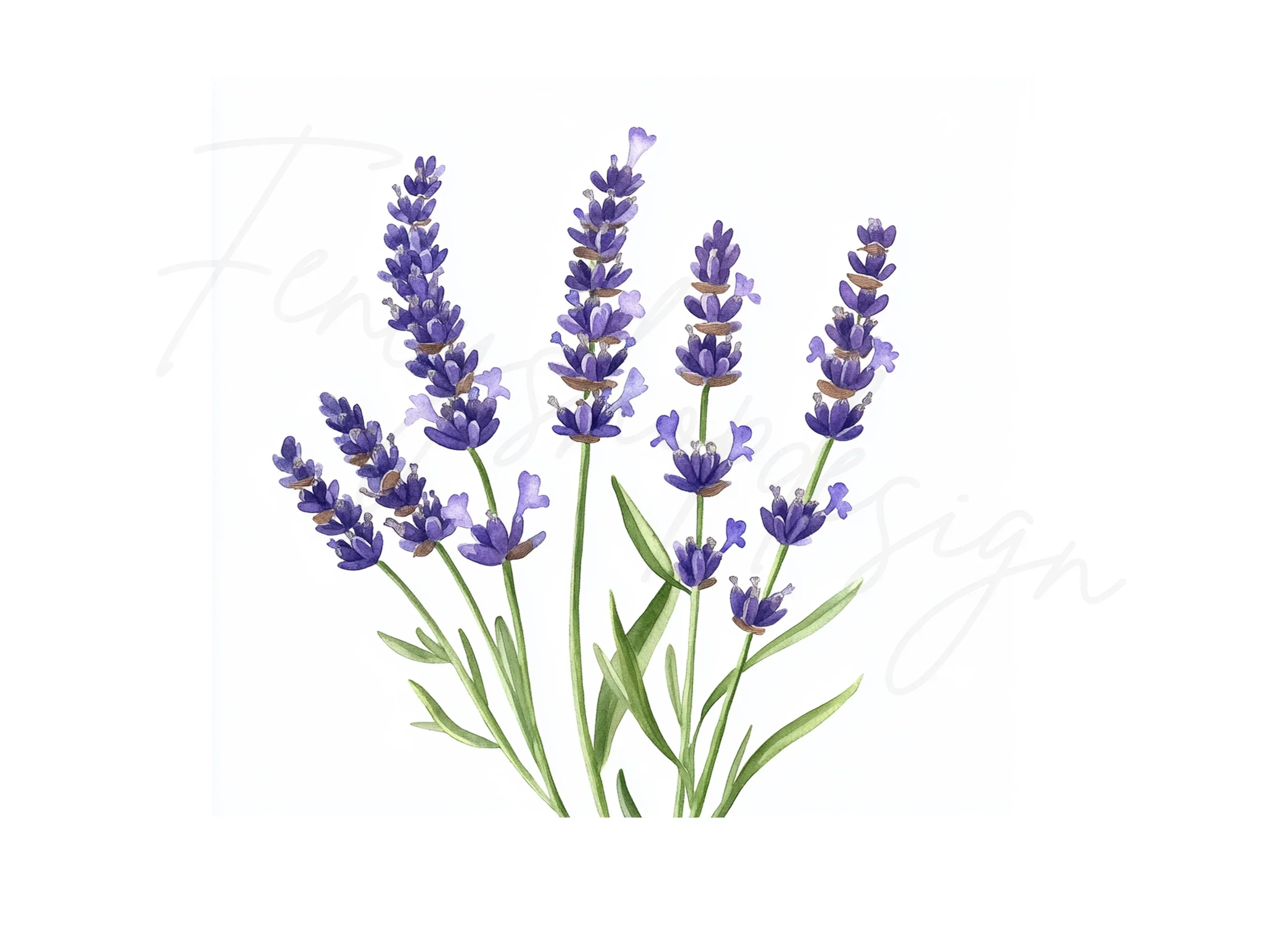 Lavender Clipart Bundle - Image 3