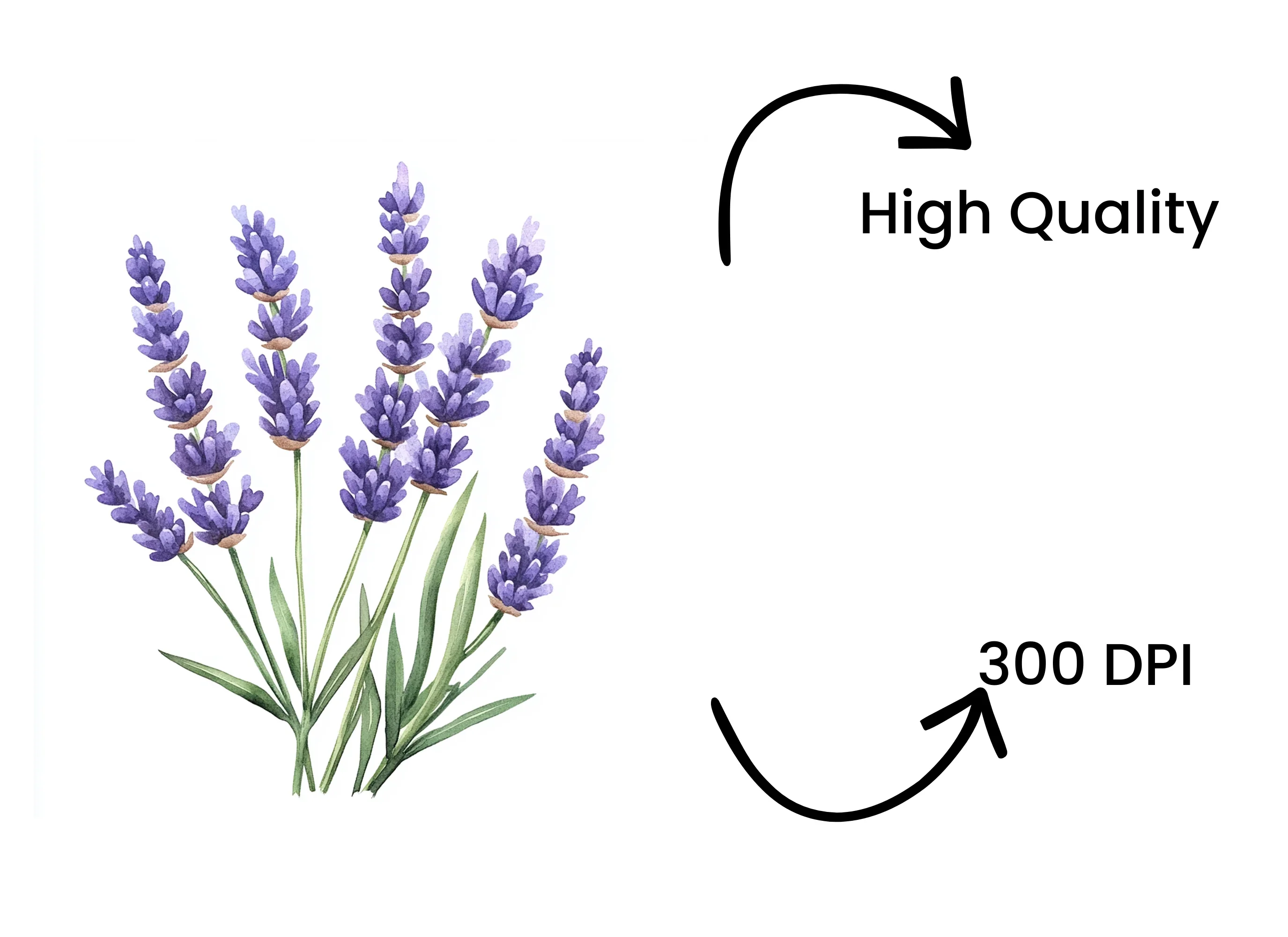 Lavender Clipart Bundle - Image 4