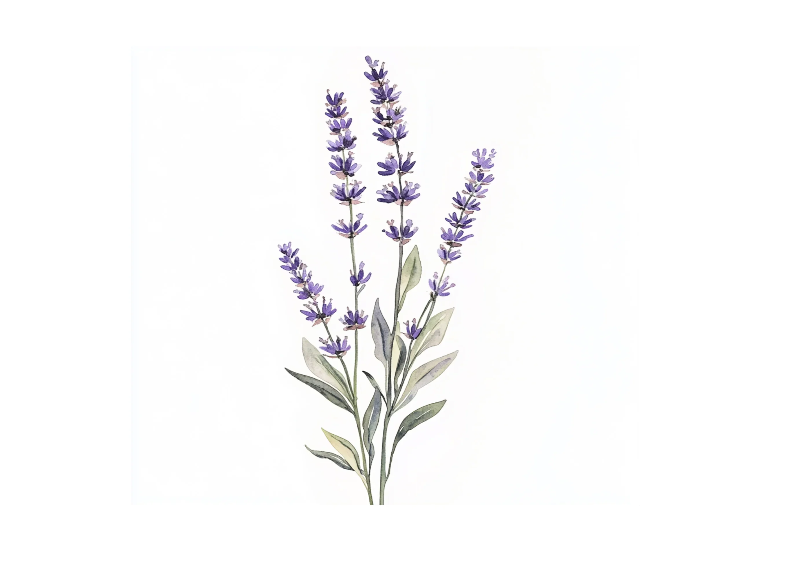 Lavender Clipart Bundle - Image 2