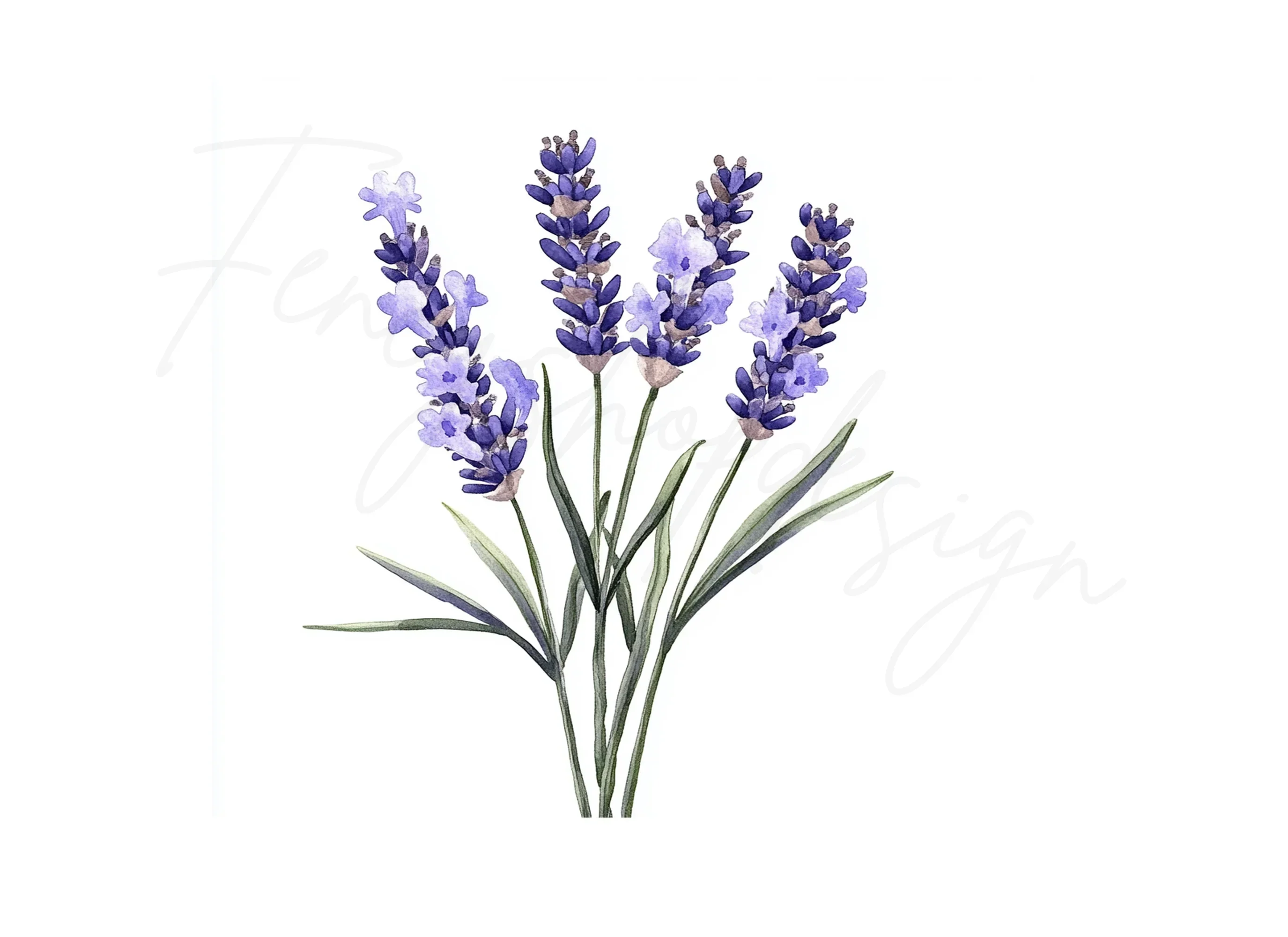 Lavender Flower Clipart Bundle - Image 2