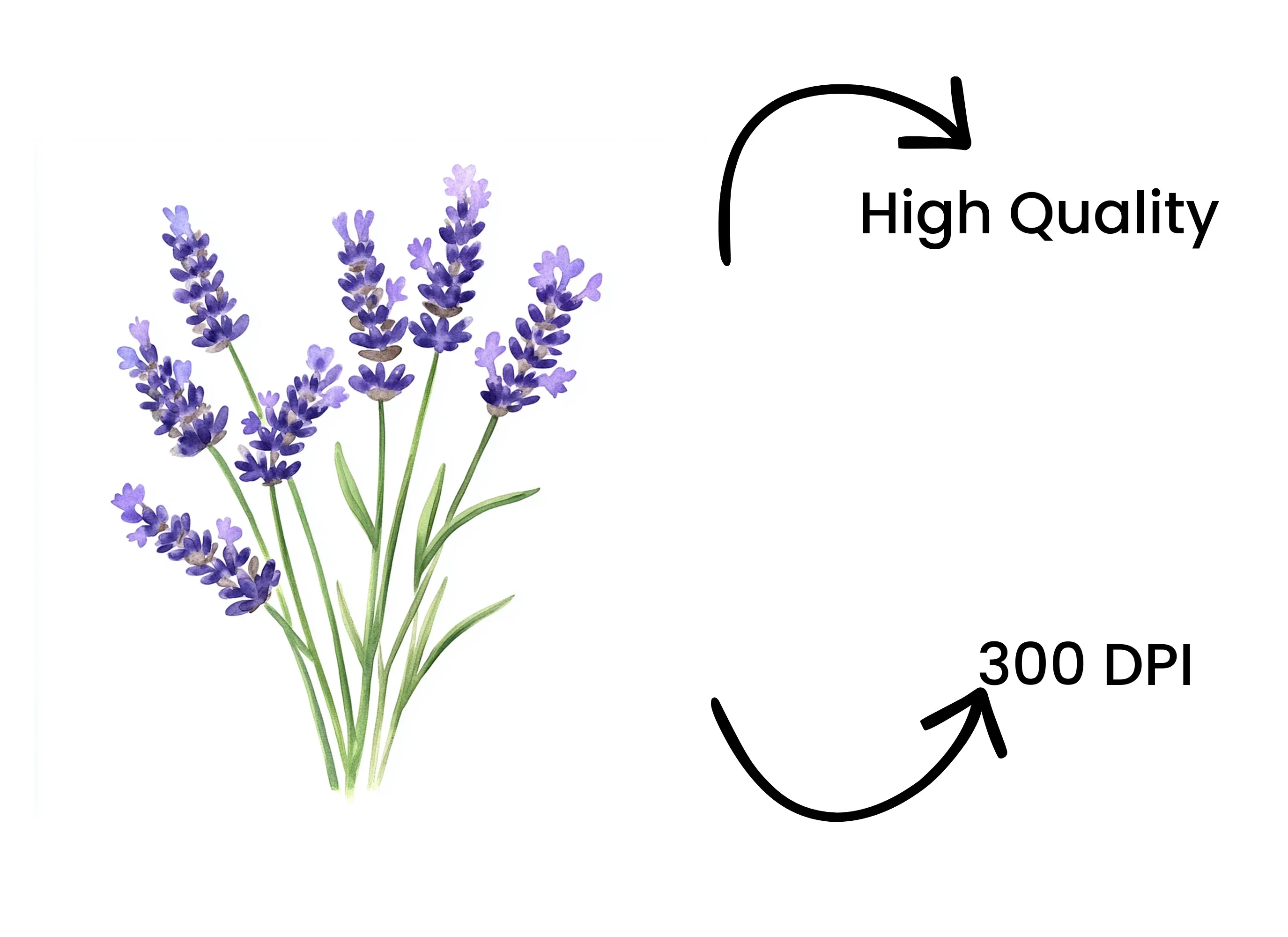 Lavender Flower Clipart Bundle - Image 4
