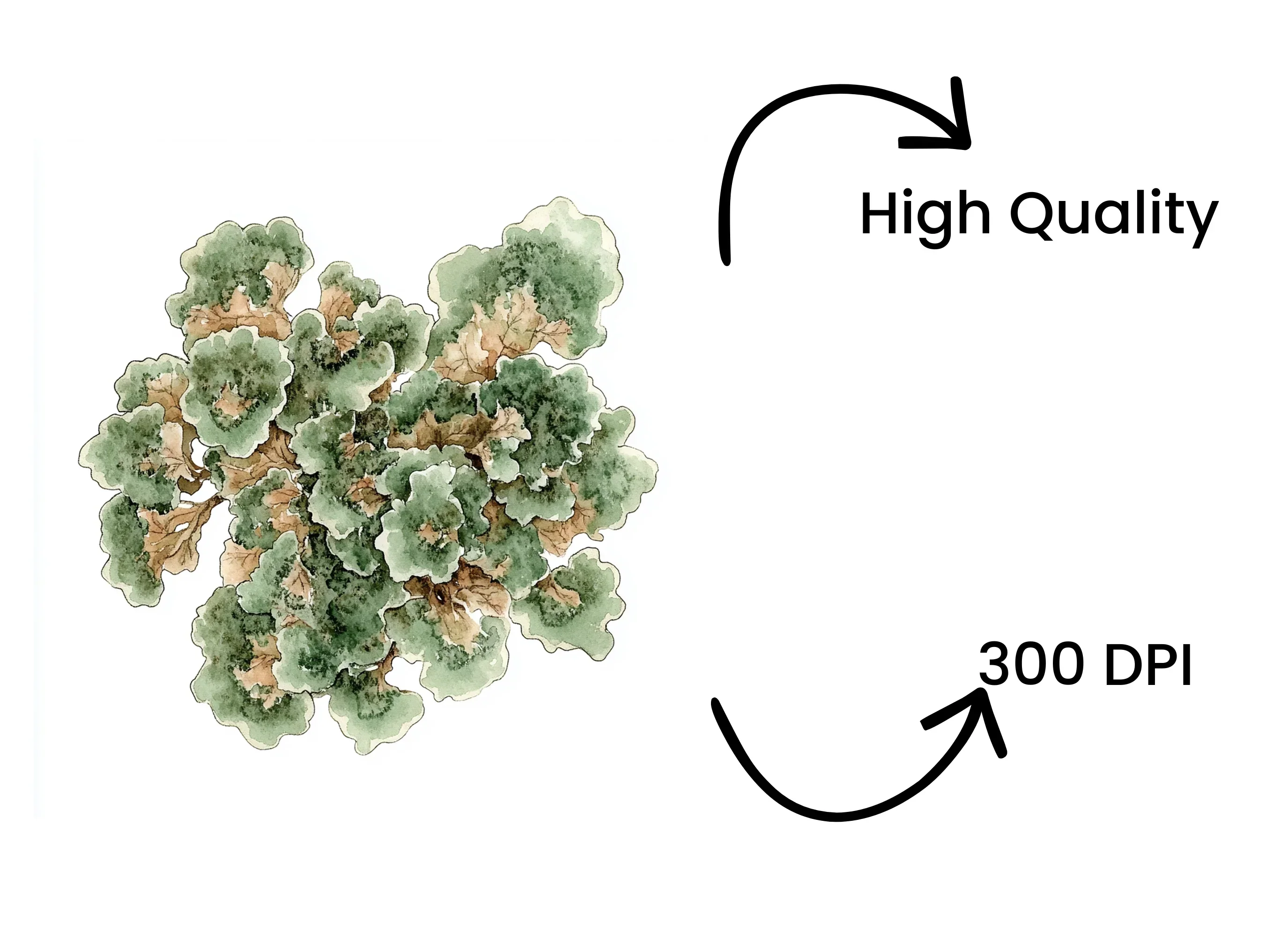 Lichen Clipart Bundle - Image 4