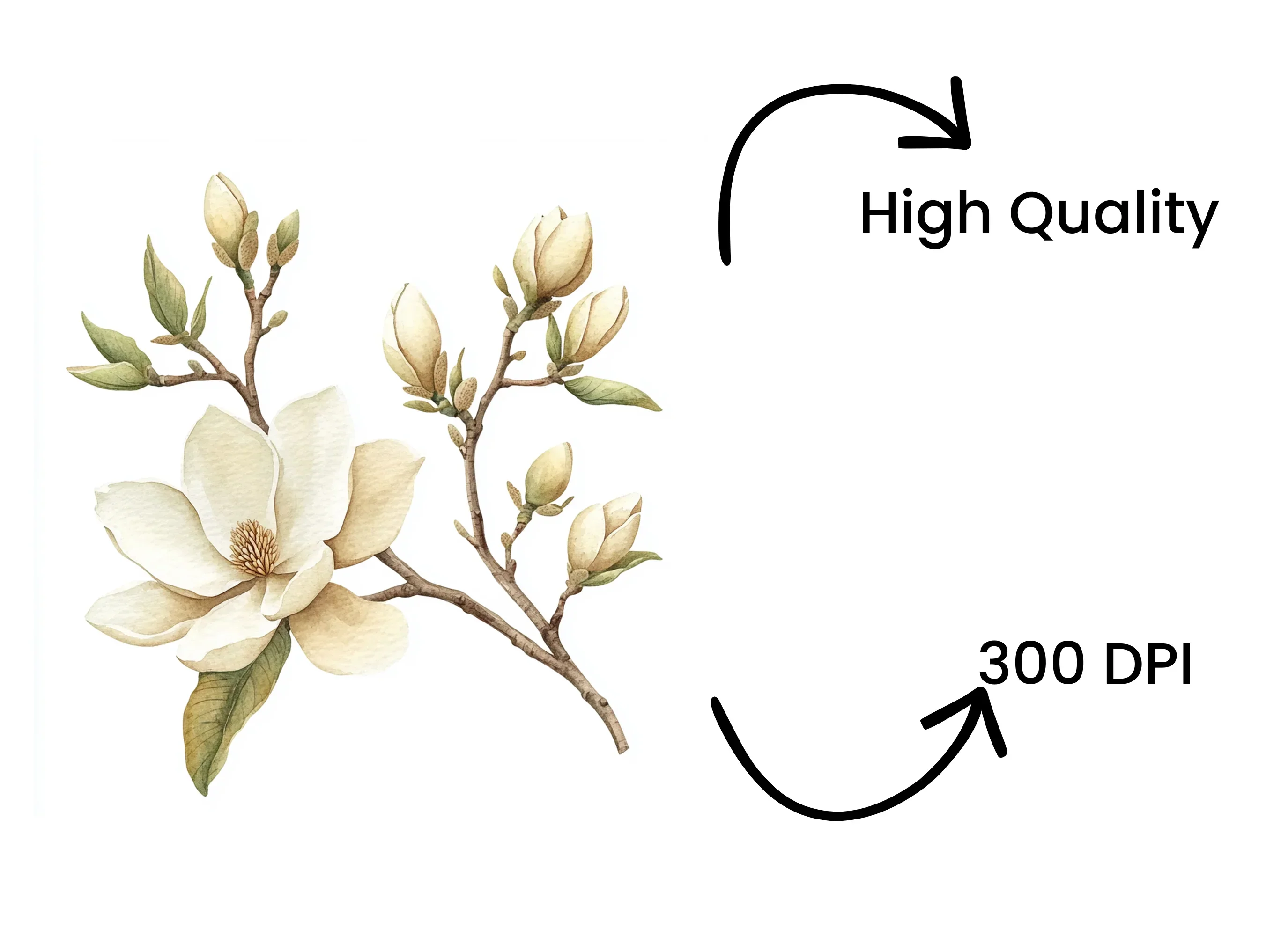 Magnolia Flower Clipart Bundle - Image 4