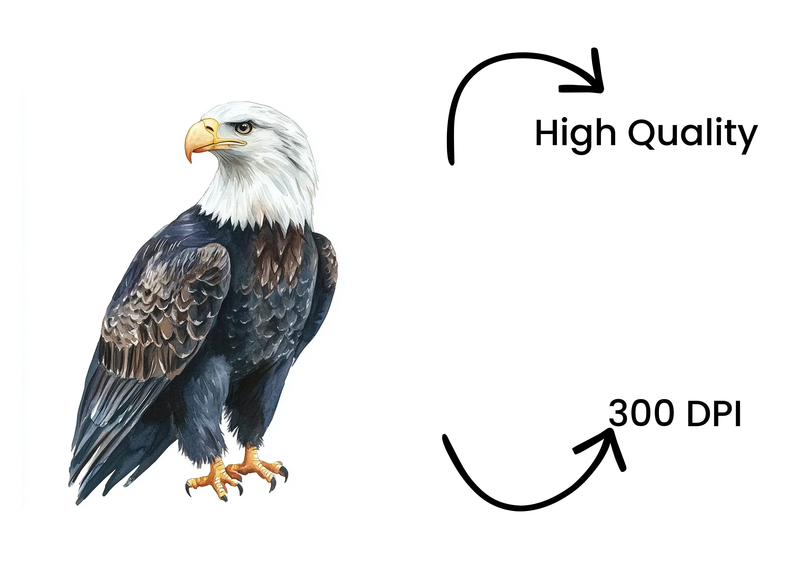 Majestic Bald Eagle Clipart Bundle - Image 4