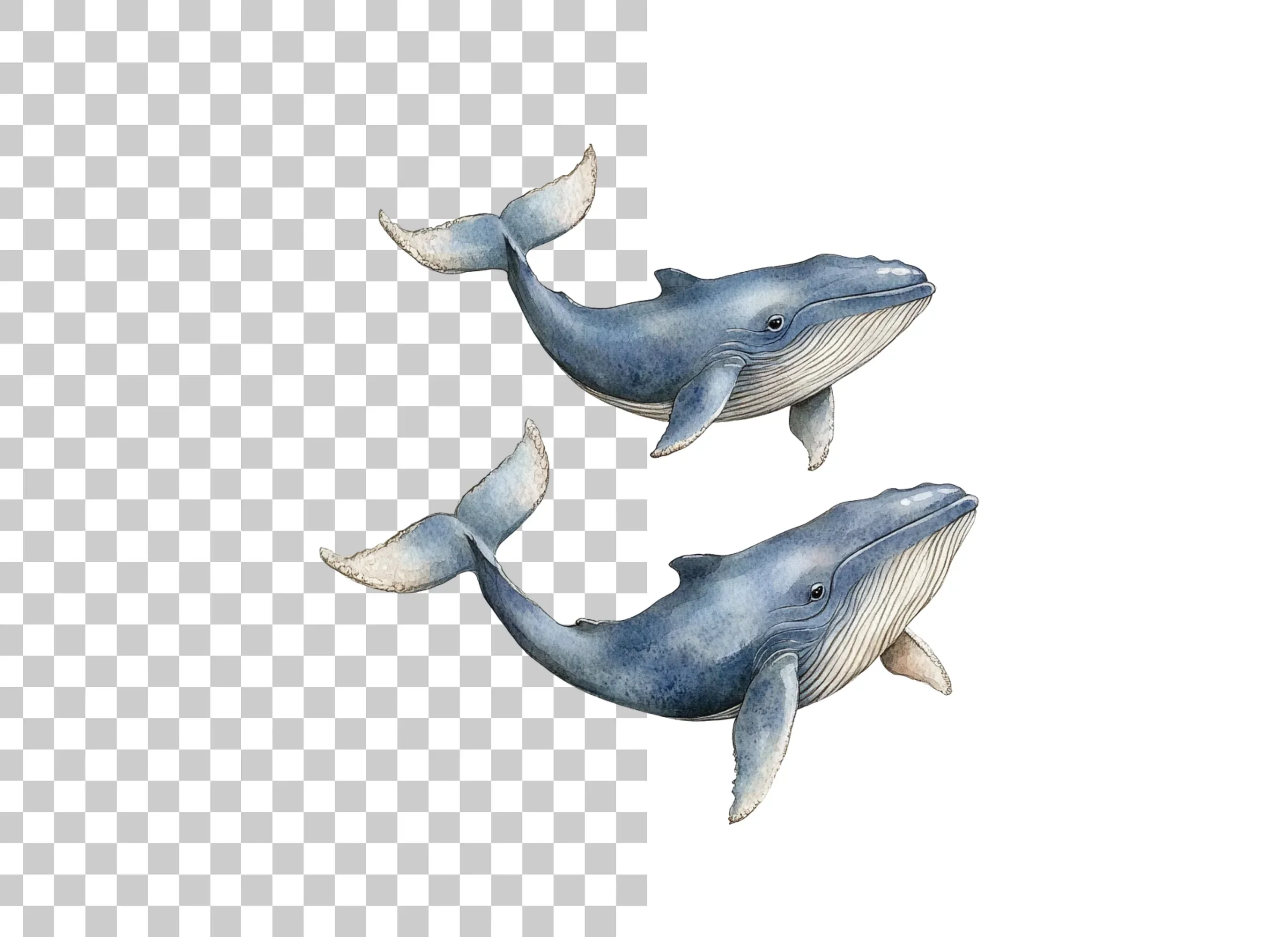 Majestic Blue Whale Clipart Bundle - Image 6