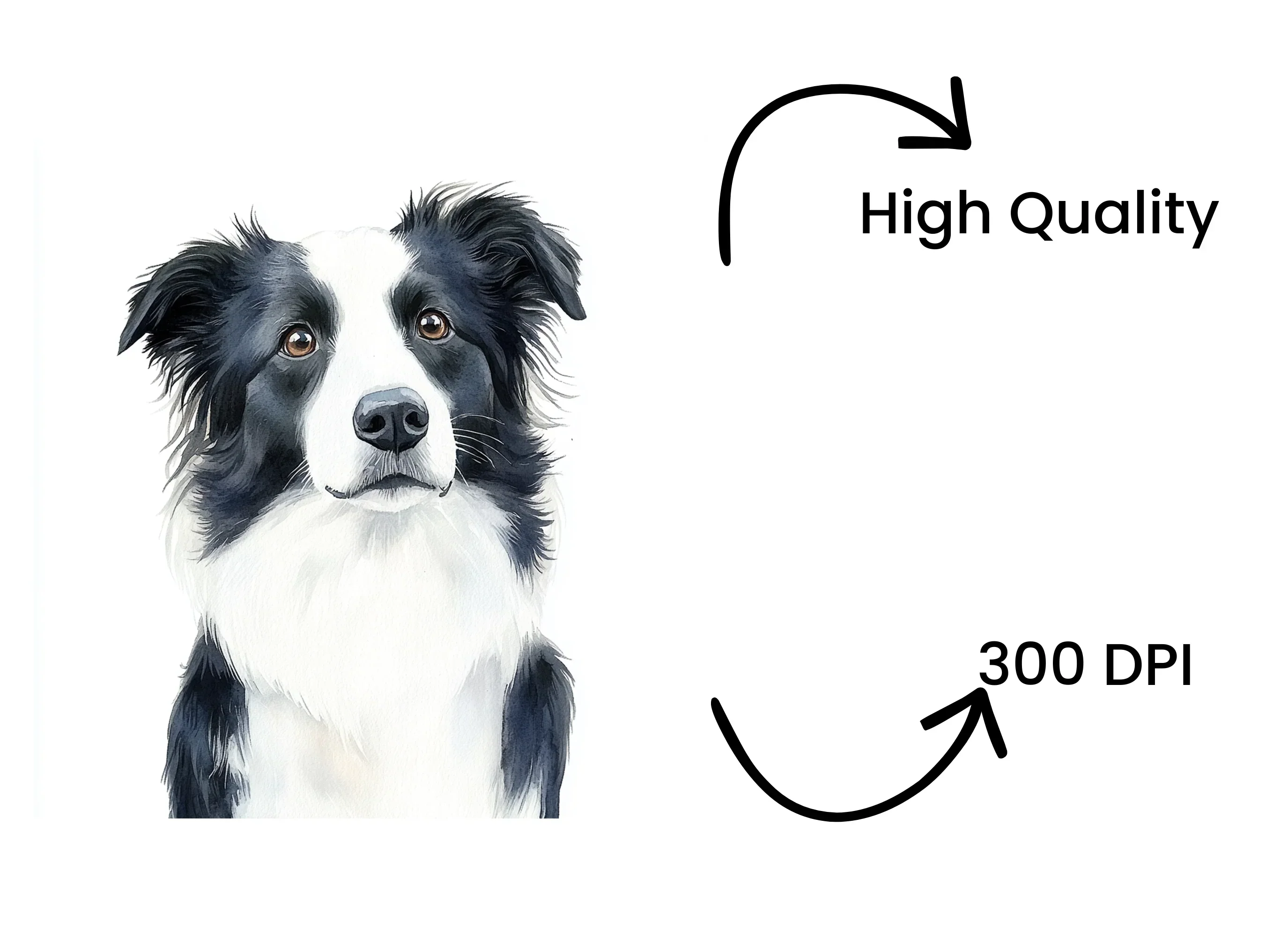 Majestic Border Collie Portrait Clipart Bundle - Image 4