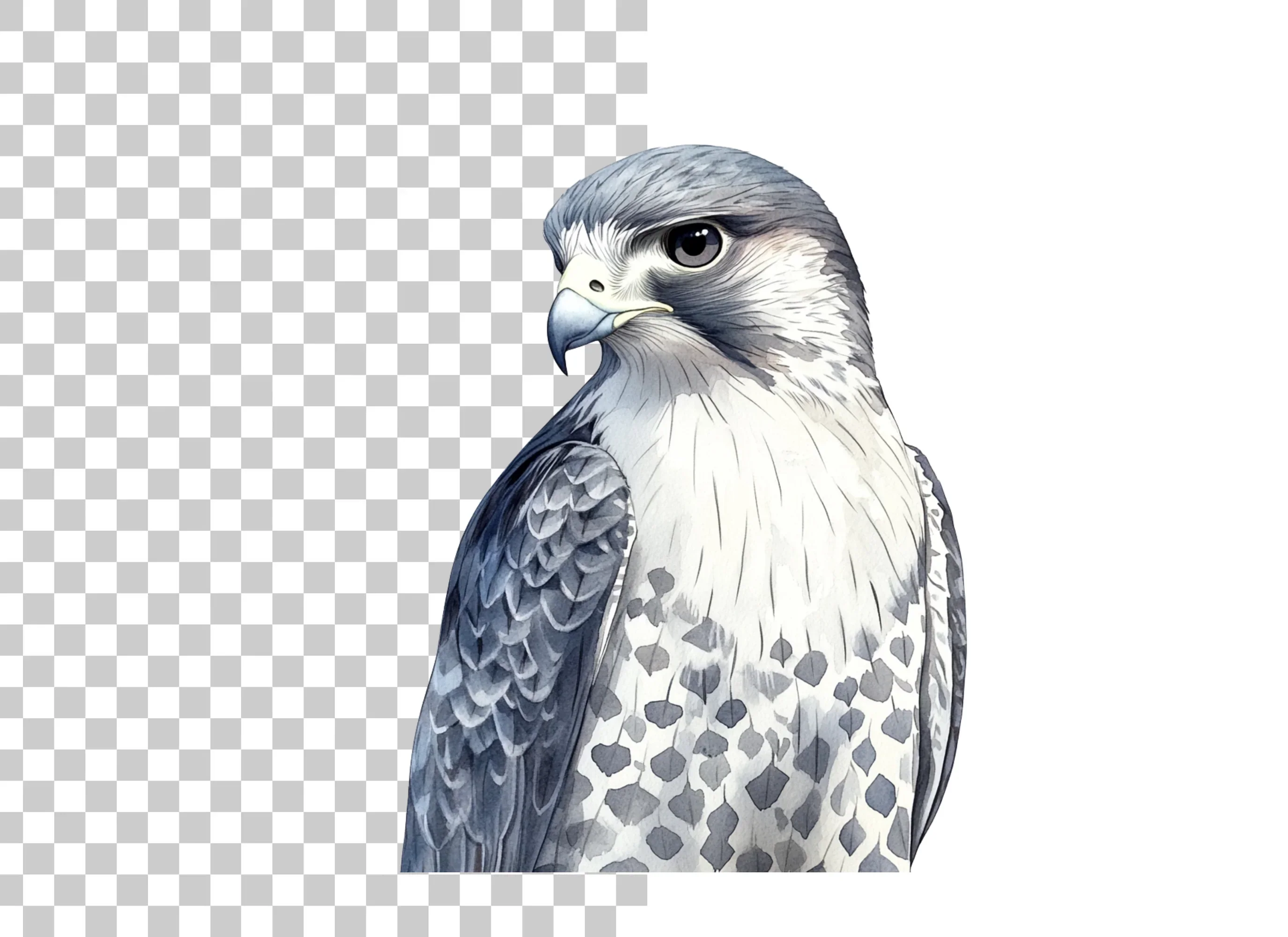 Majestic Falcon Clipart Bundle - Image 2