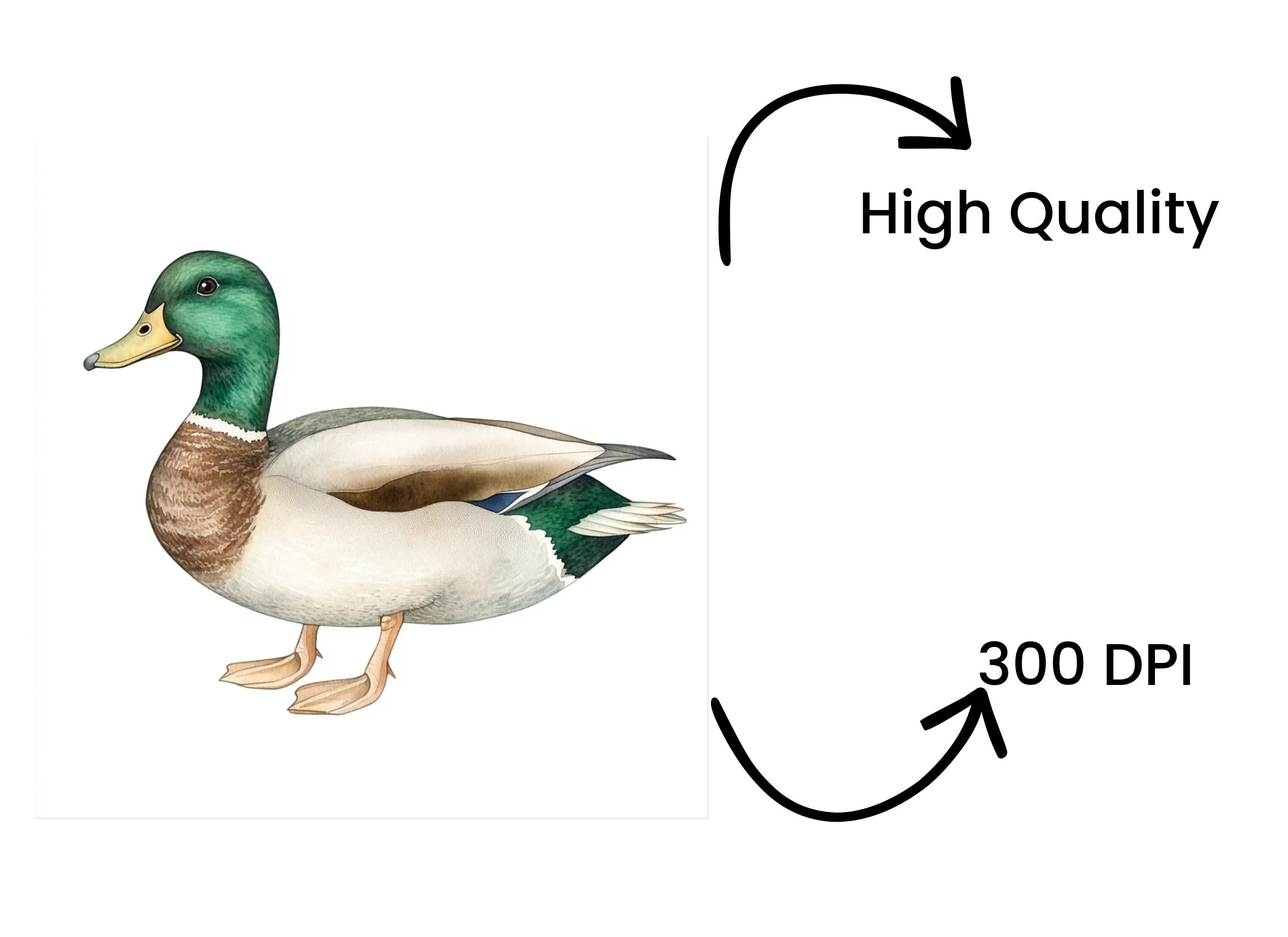 Majestic Mallard Duck Clipart Bundle - Image 4