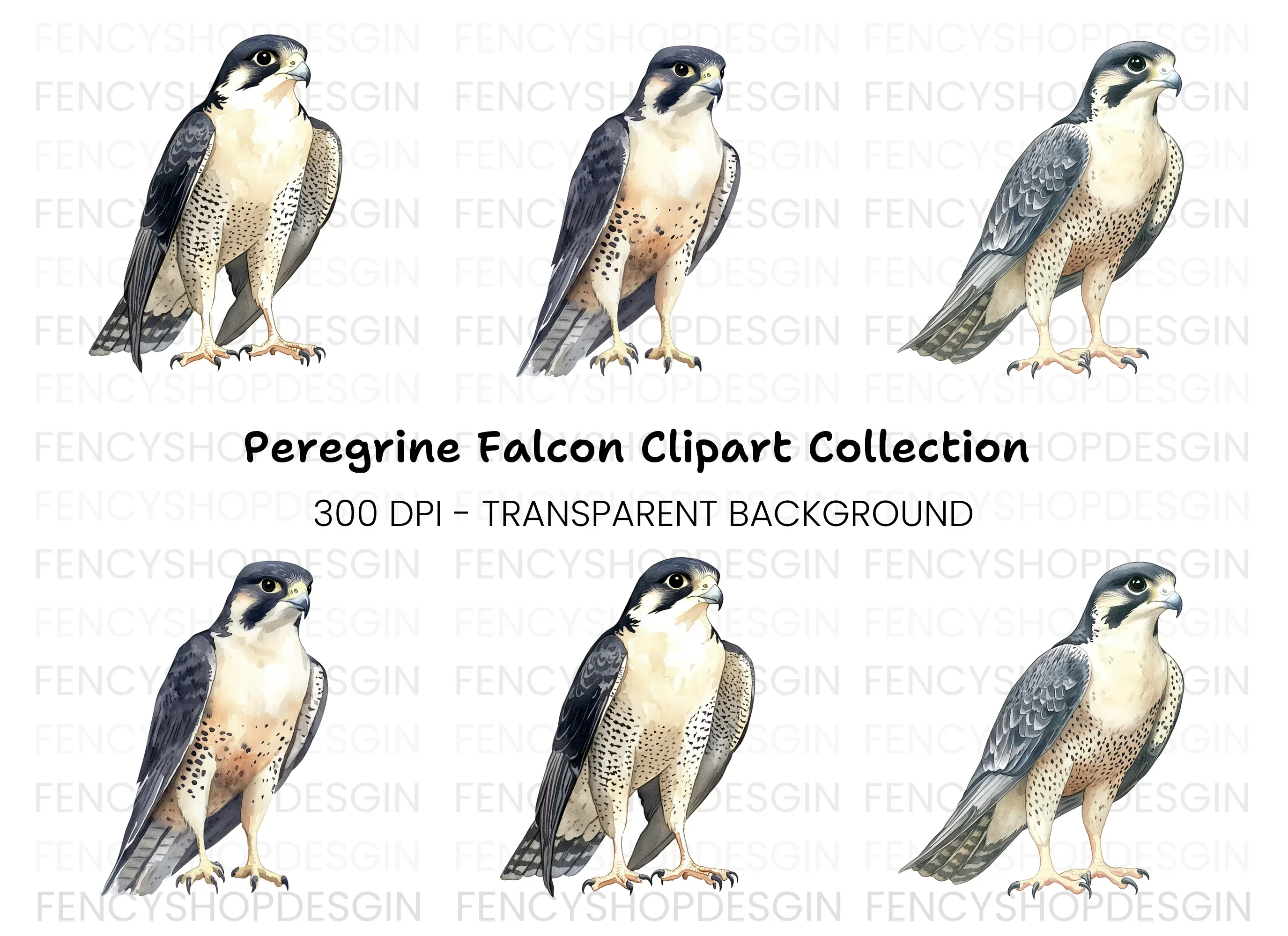 Majestic Peregrine Falcon Clipart Bundle
