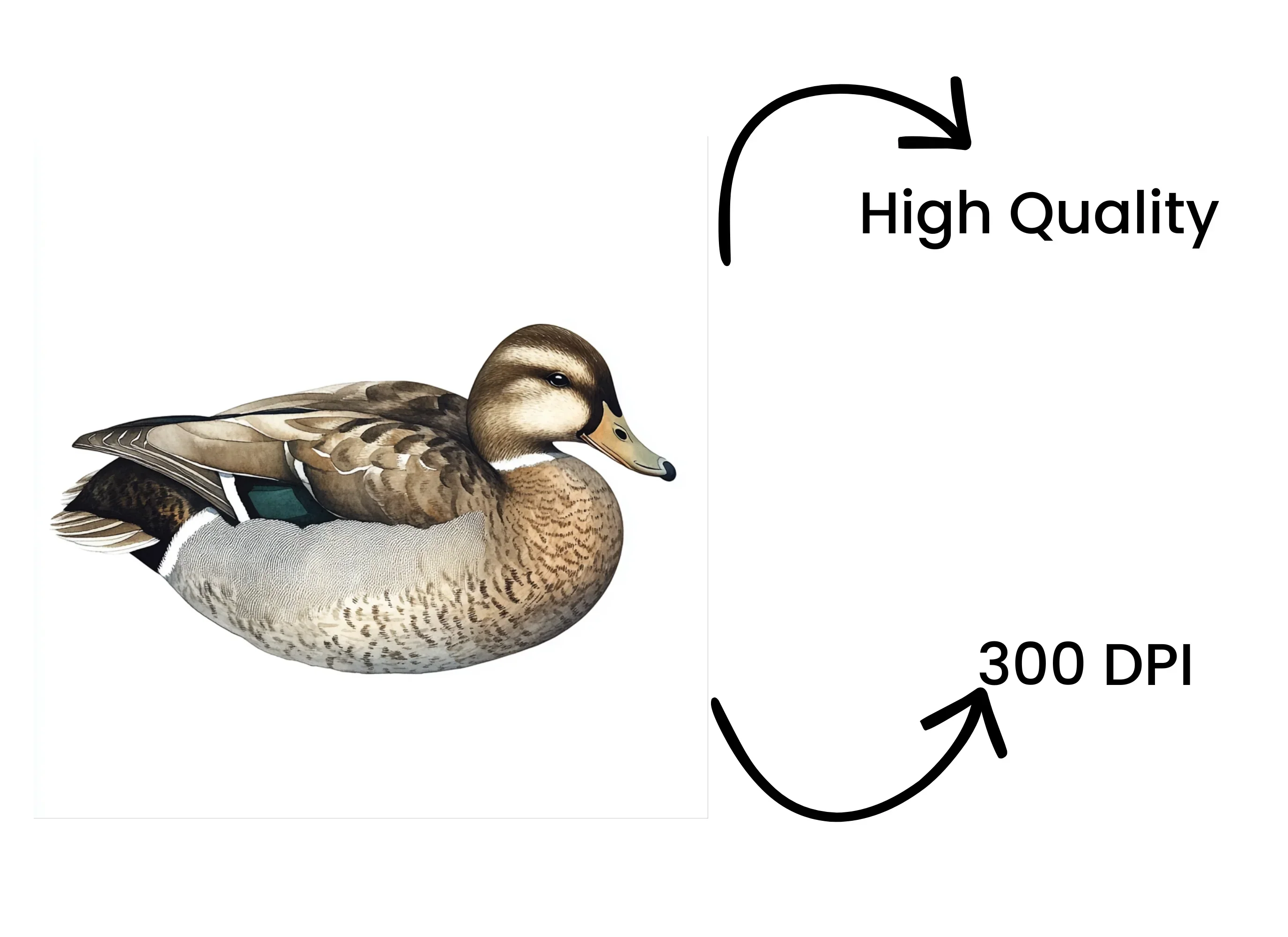 Mallard Duck Clipart Bundle - Image 4