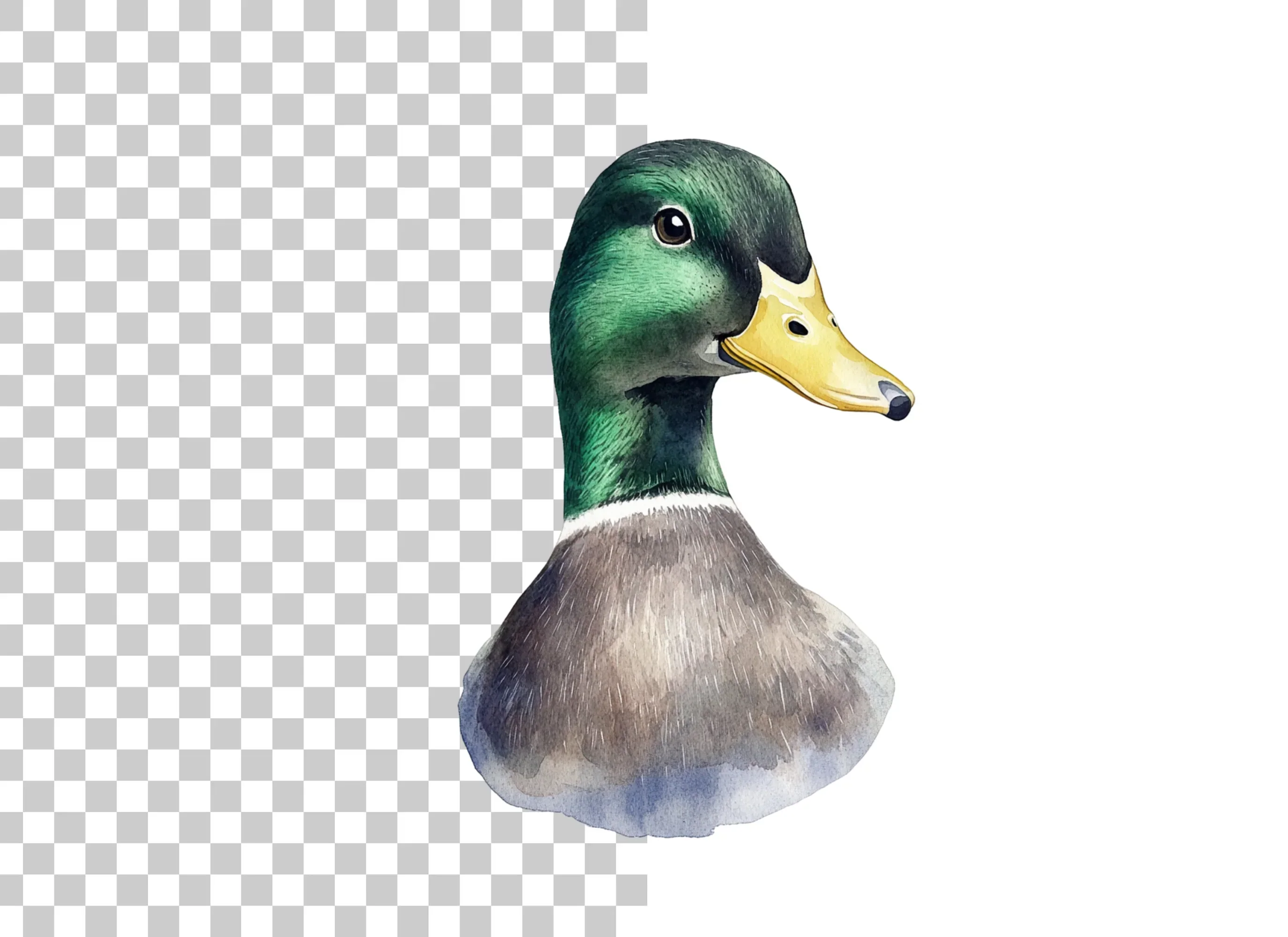 Mallard Duck Head Clipart Bundle - Image 2