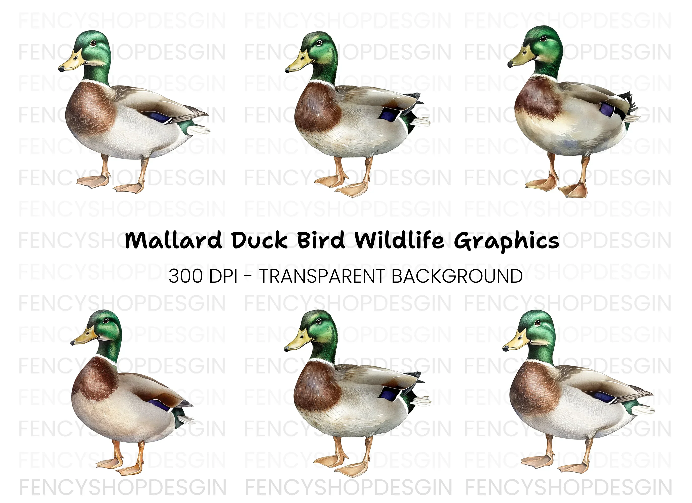 Mallard Duck Male Clipart Bundle