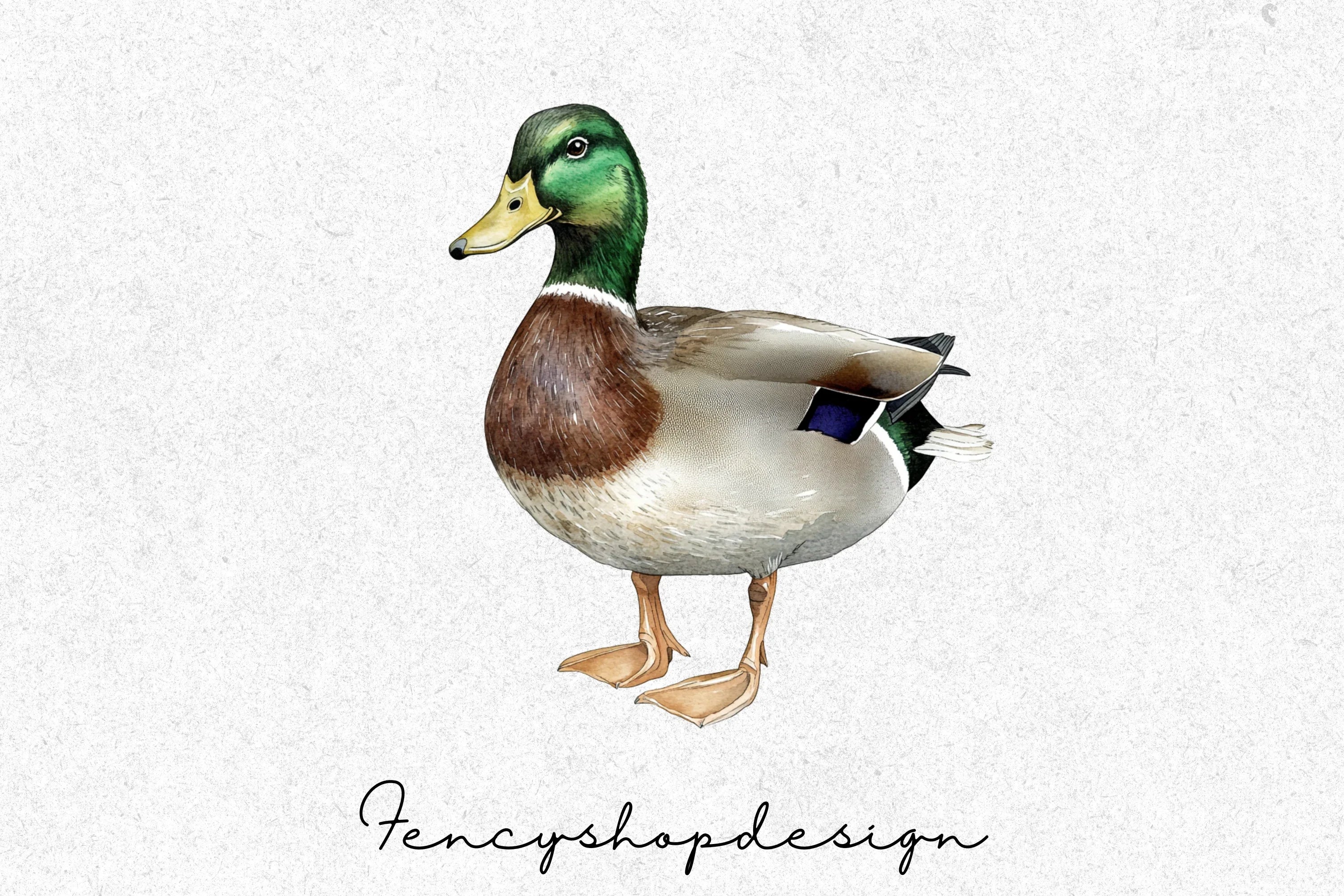 Mallard Ducks Wildlife Animal Clipart Bundle - Image 6